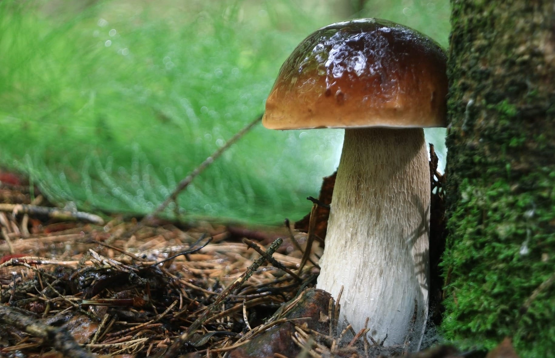 Boletus edulis