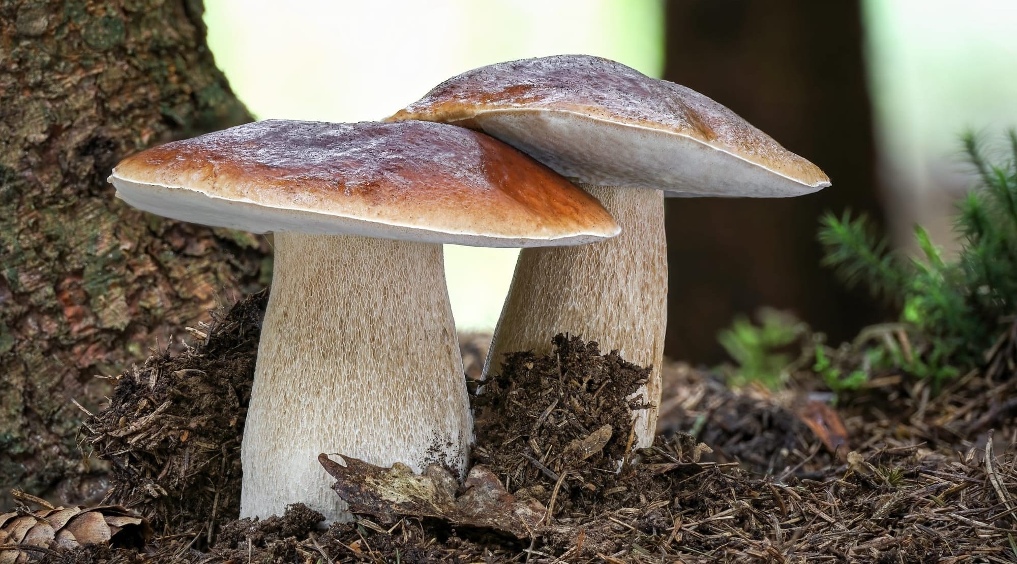 Fungo porcino, Boletus edulis. Foto J.Mackacek.