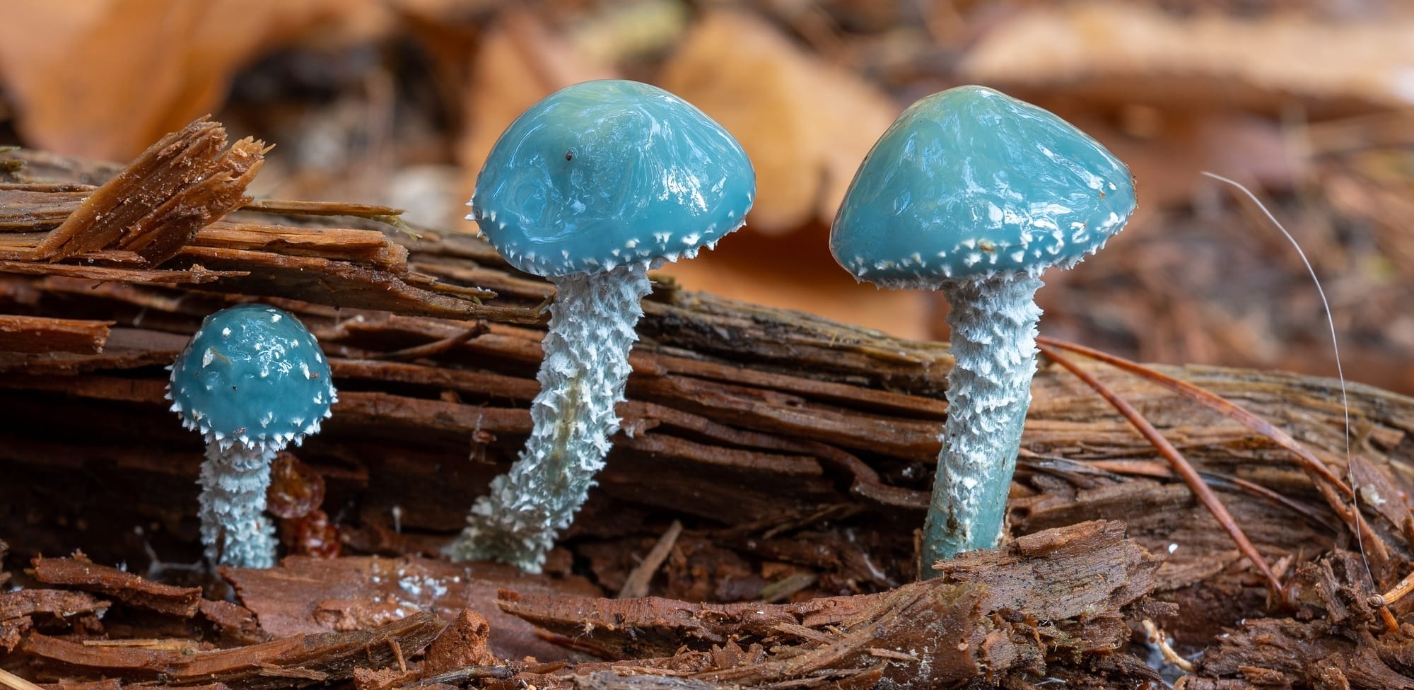 Stropharia aeruginosa - Photo: Nicolò Oppicelli