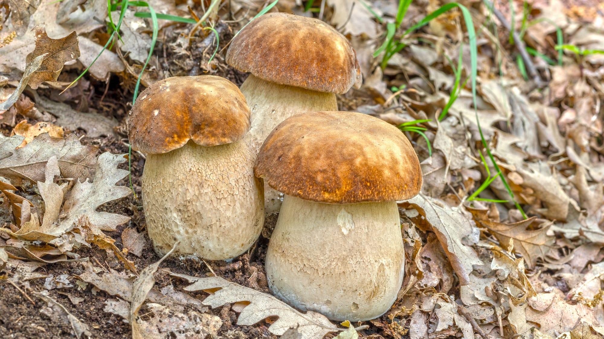 Boletus aestivalis - Photo: Nicolò Oppicelli