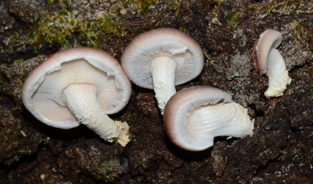 Lentinula raphanica, foto di Django Grootmyers