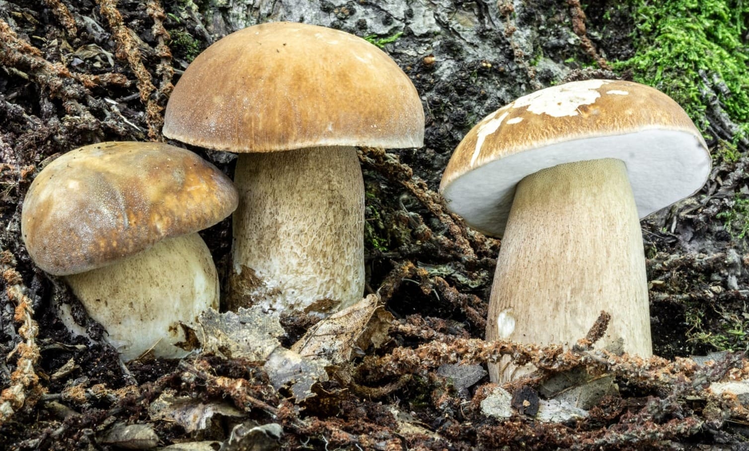 Boletus aestivalis, porcino estivo - Foto di Nicolò Oppicelli