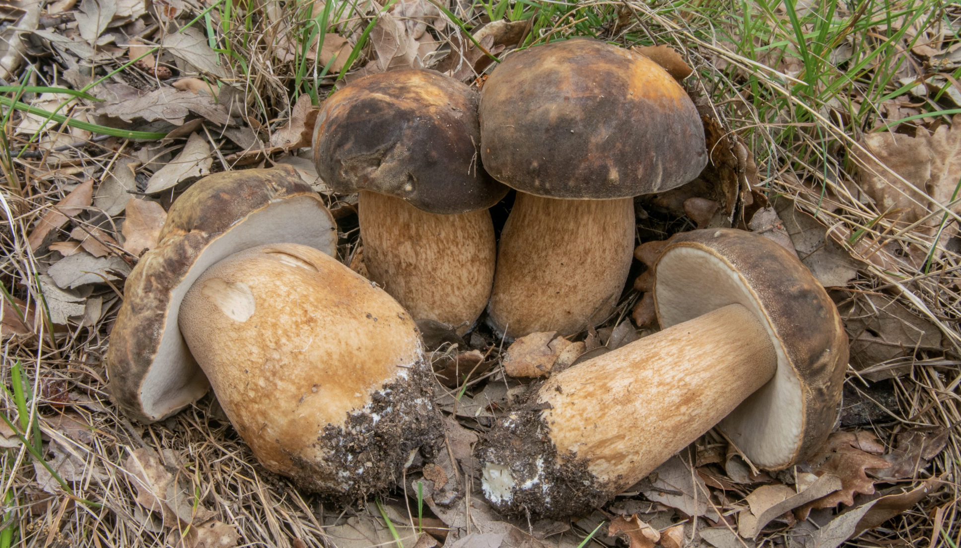 Boletus aereus, bronzino, porcino nero; foto di Nicolò Oppicelli