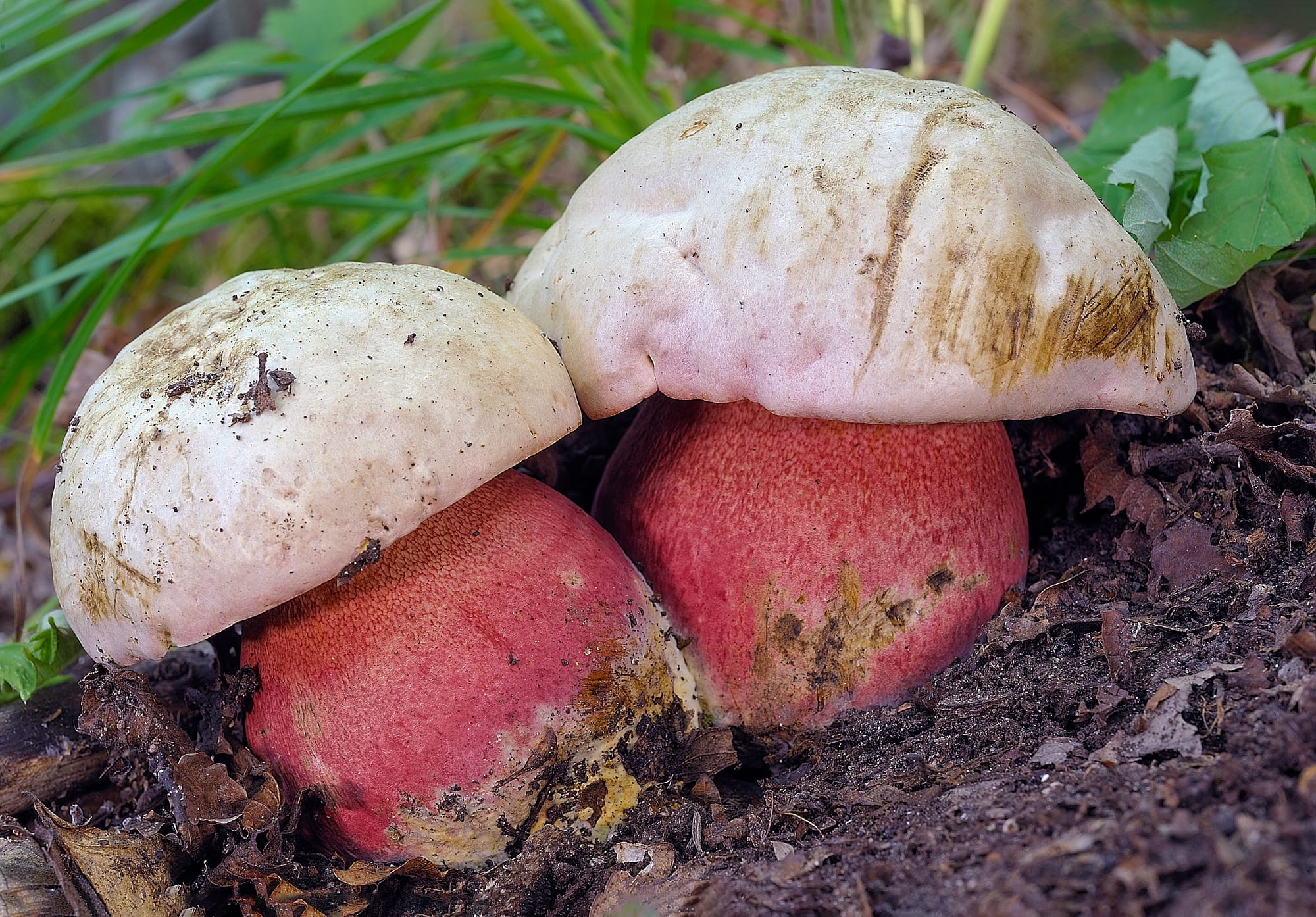 Rubroboletus satanas - foto di Bruno De Ruvo