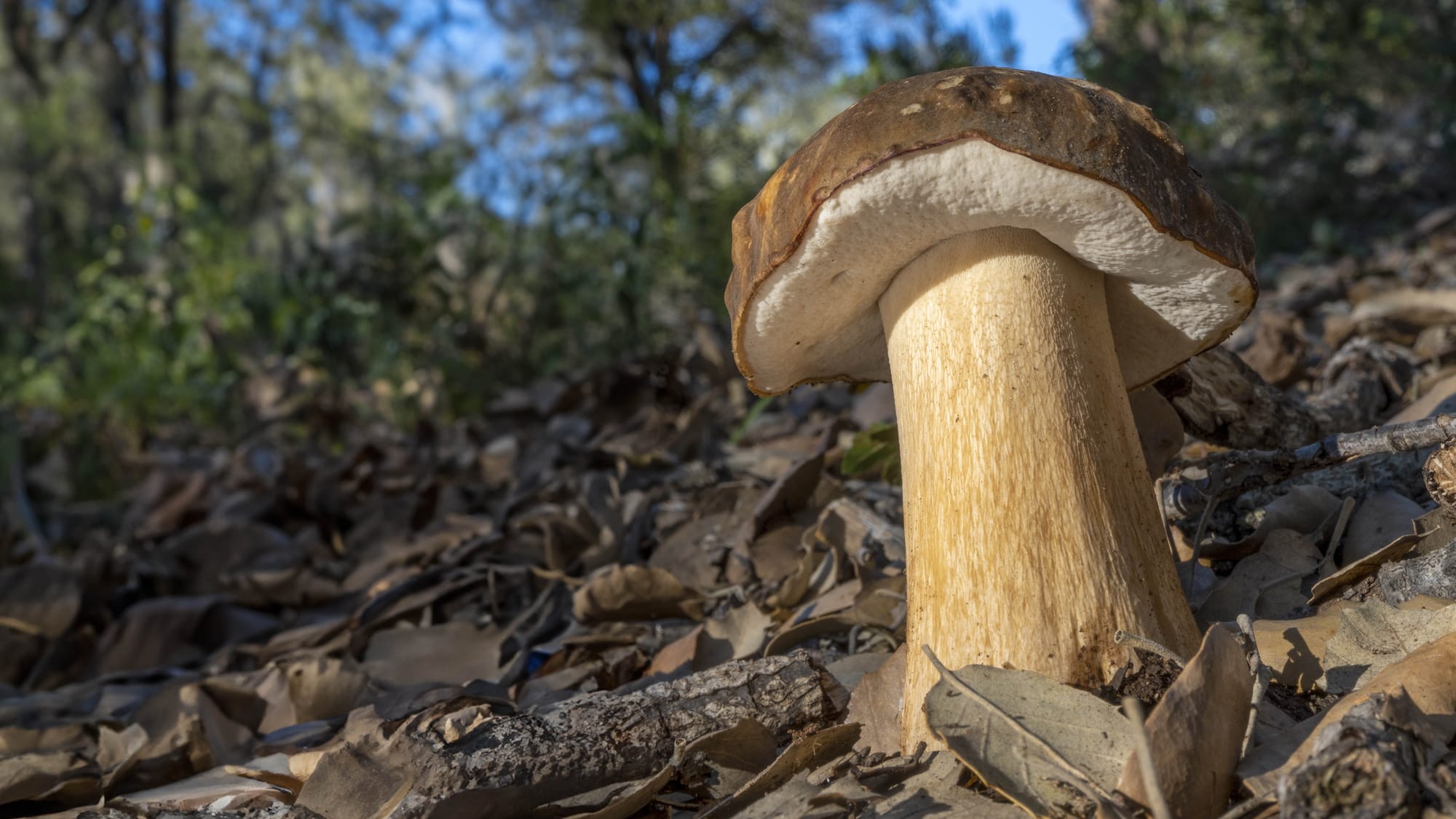 Boletus aereus - porcino nero, foto di Nicolò Oppicelli