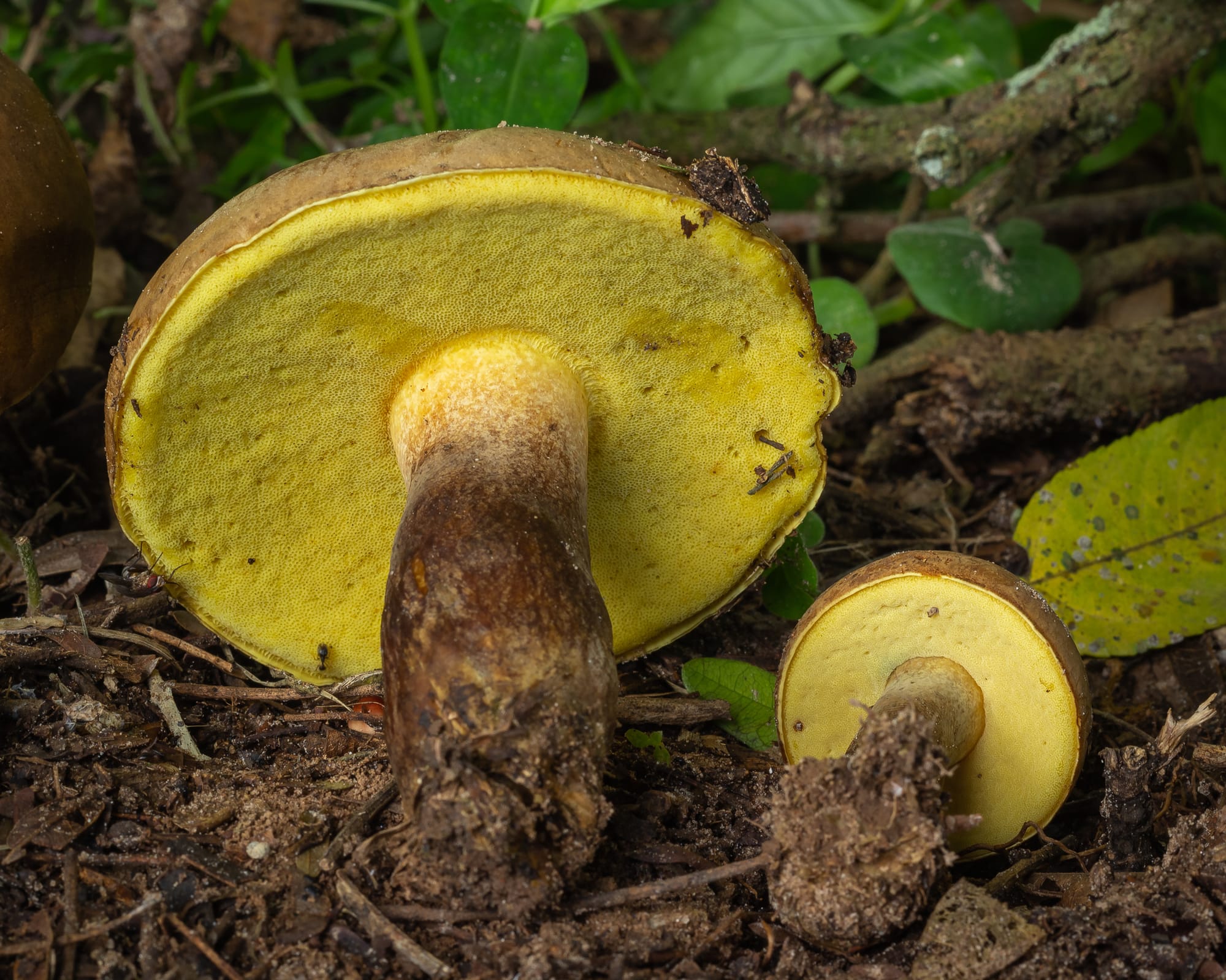 Phlebopus beniensis, foto di Denis Zarbin