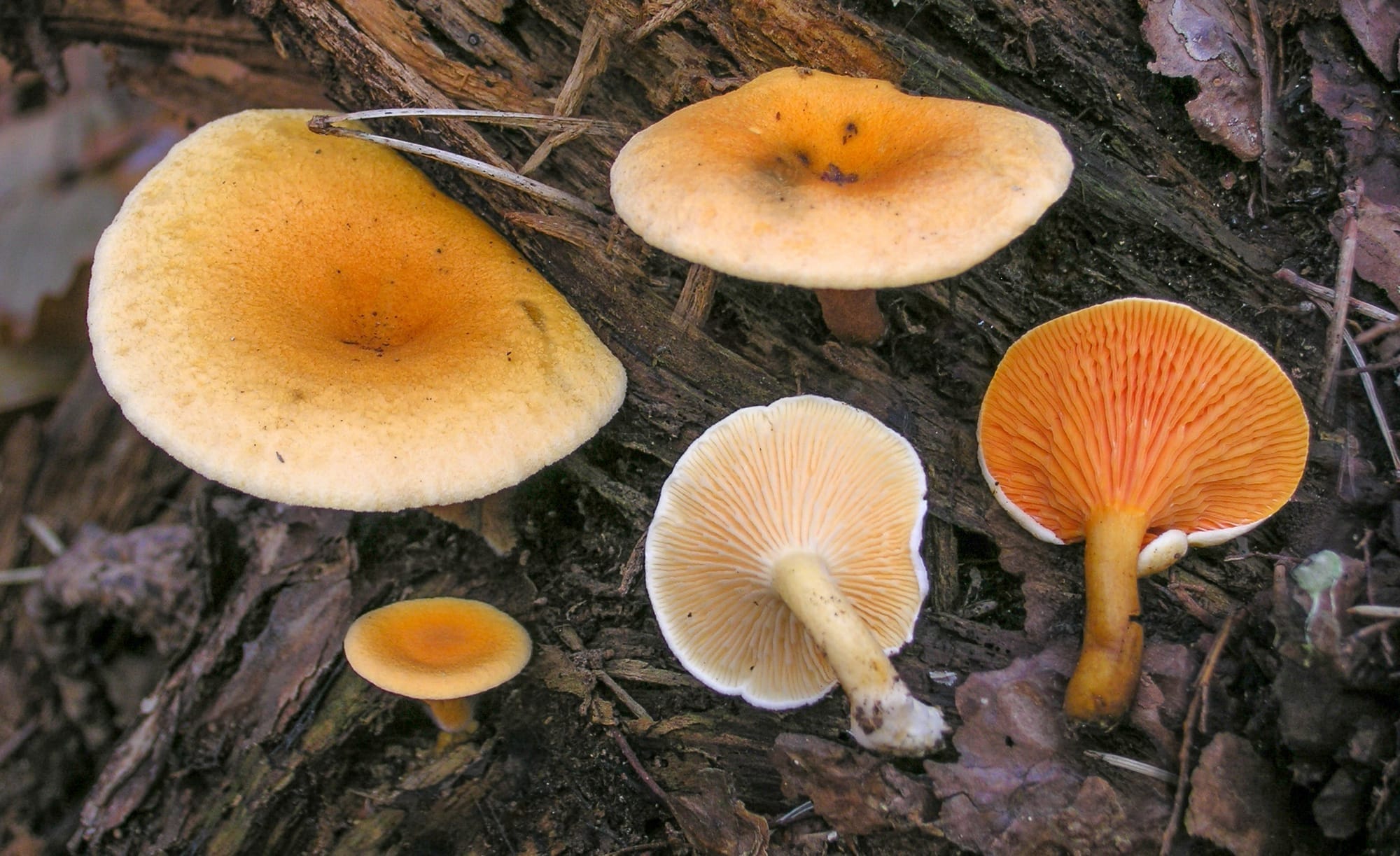 Hygrophoropsis aurantiaca - foto di Emilio Pini