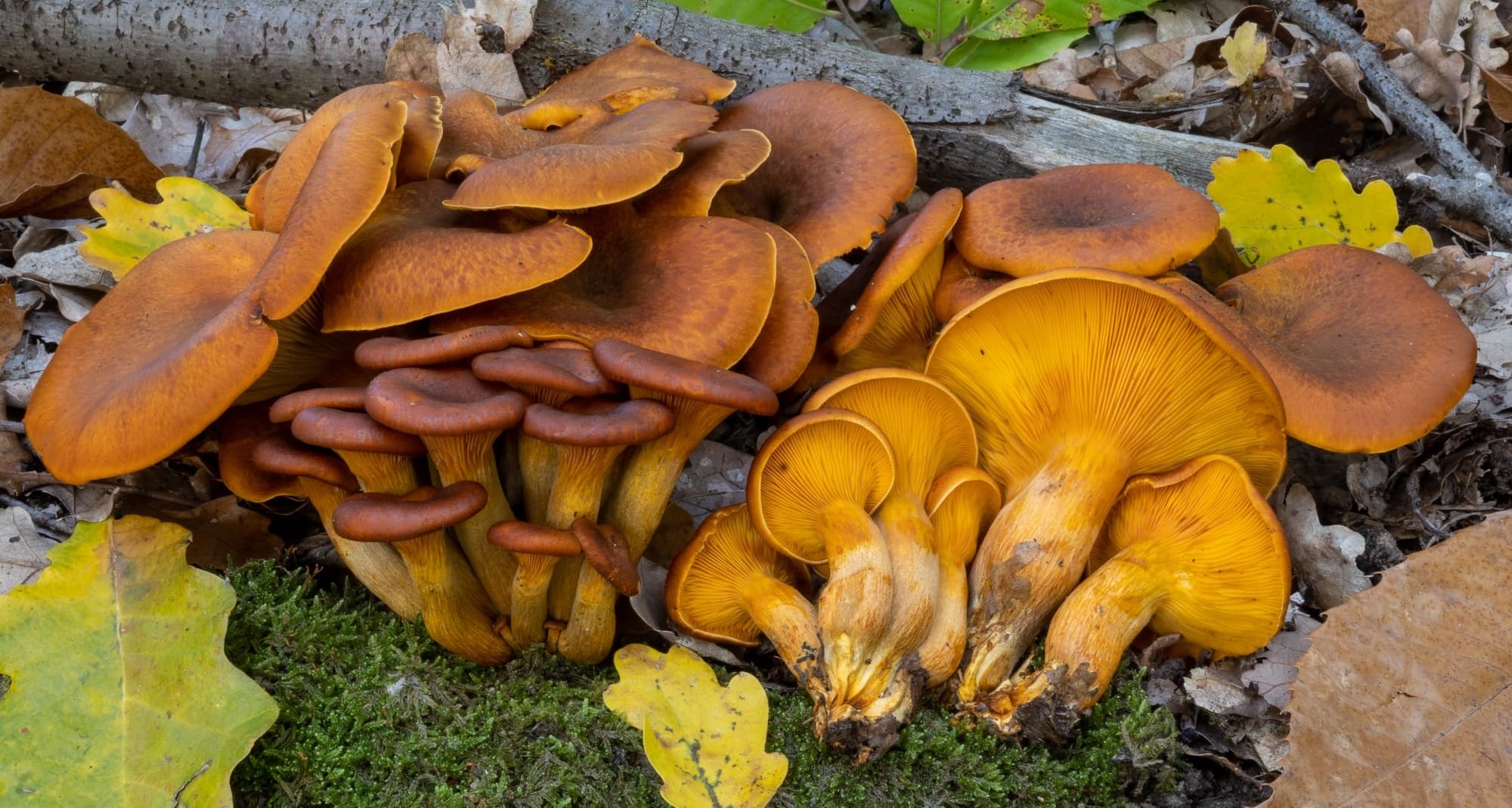 Omphalotus olearius - foto di Nicolò Oppicelli