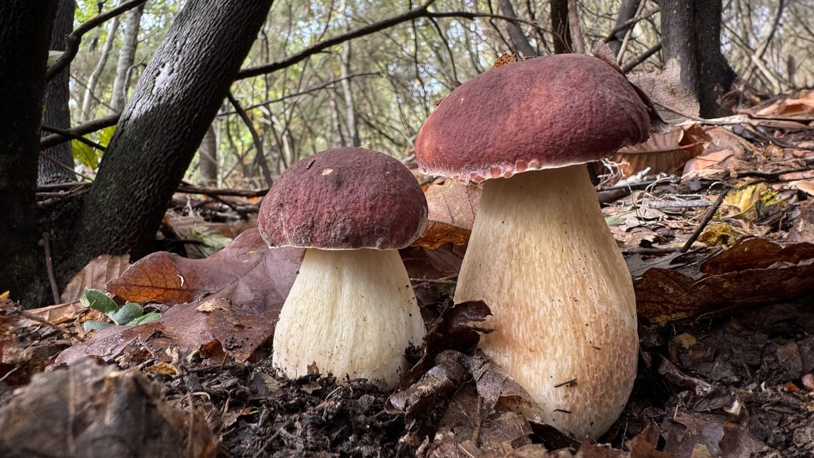 Boletus pinophilus, porcino moro, brisa mora. - Foto di Nicolò Oppicelli