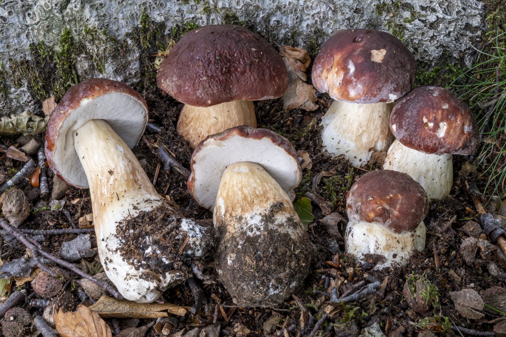 Boletus pinophilus - Foto di Nicolò Oppicelli