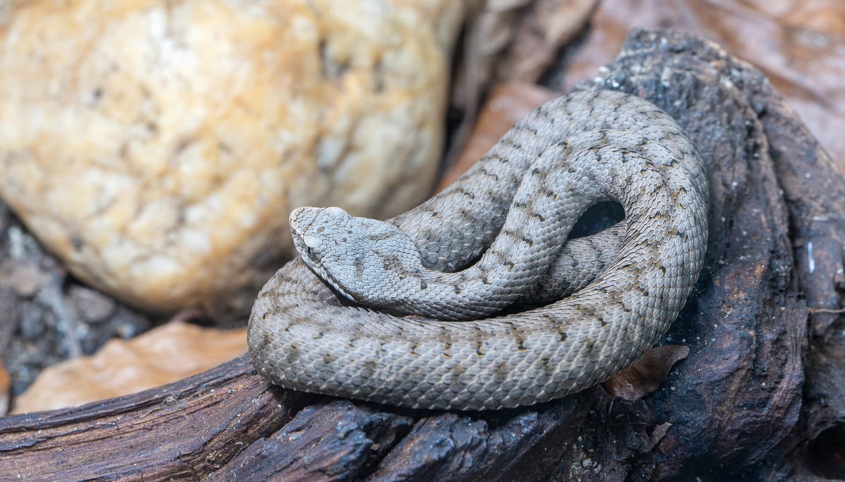 Vipera aspis - Vipera comune