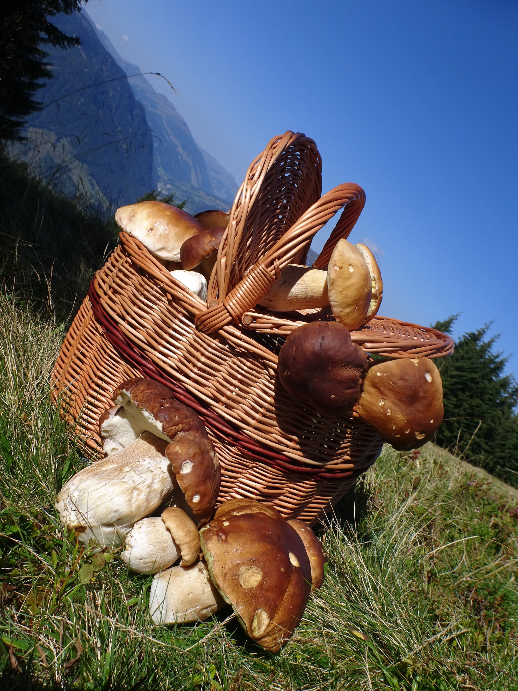 Cestino di funghi porcini sulle Alpi.