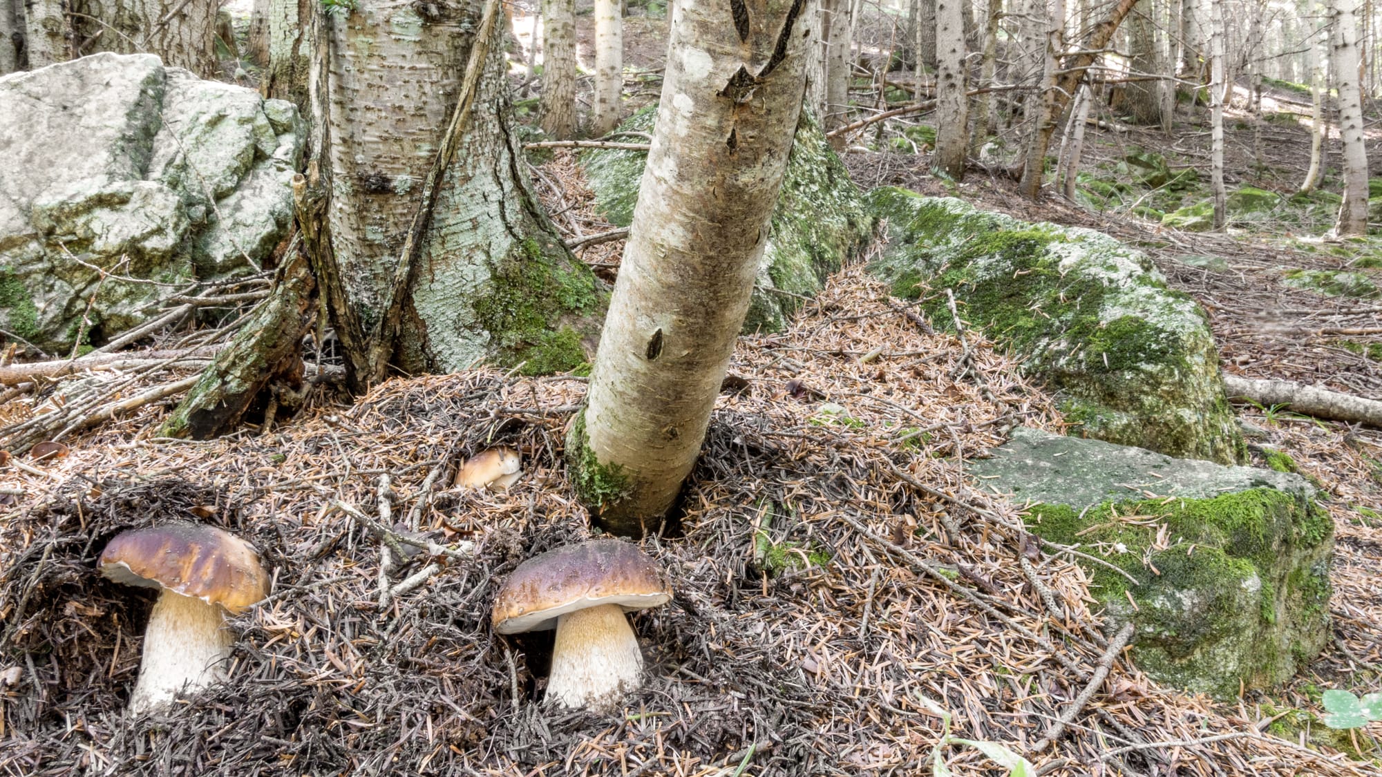 Boletus edulis, porcino - foto di Nicolò Oppicelli