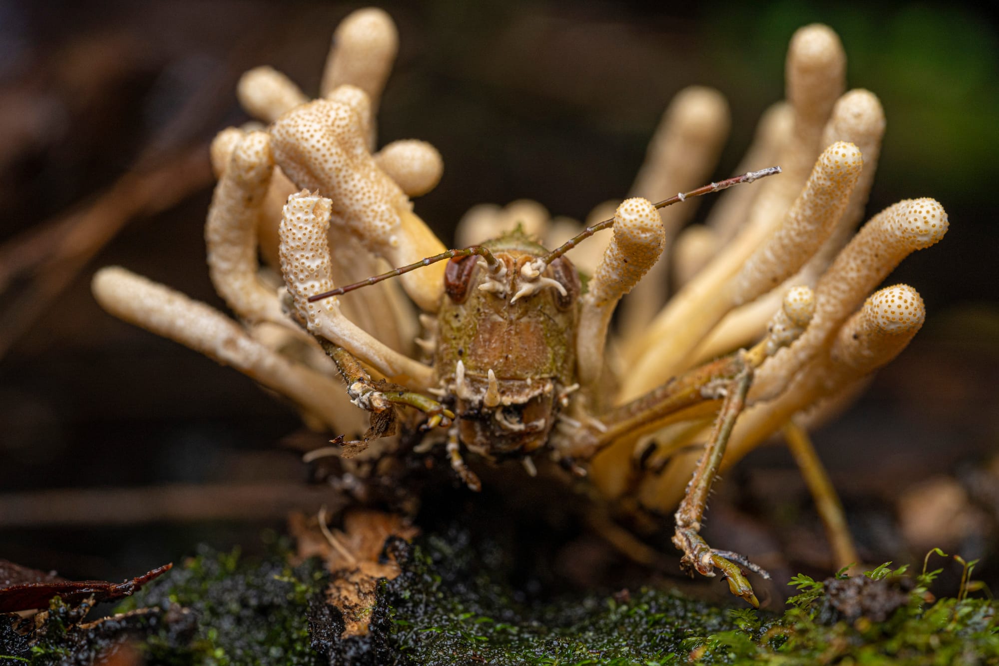 Ophiocordyceps sp. - Foto di Vincent Premel