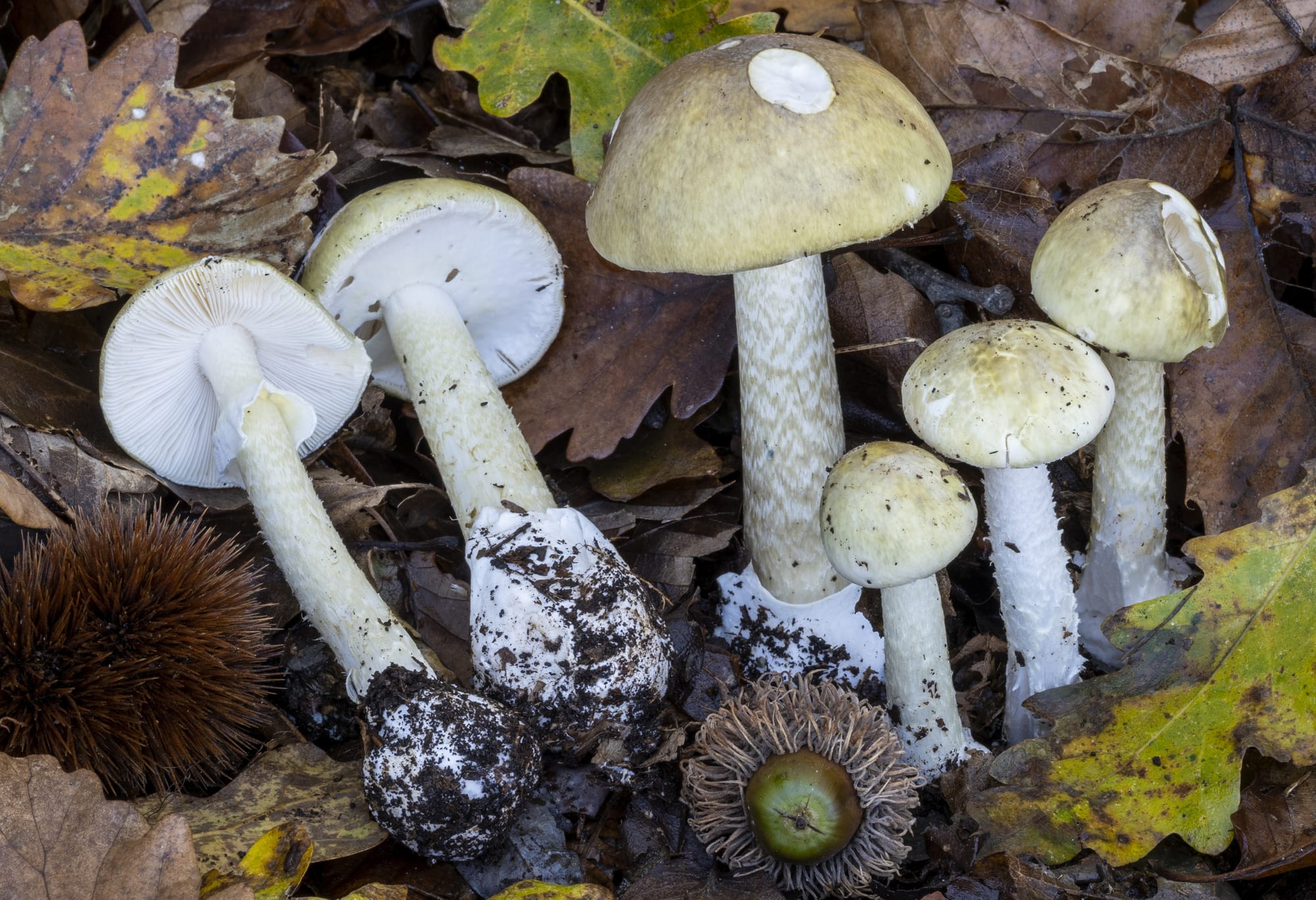 Amanita phalloides, amanita falloide; foto di Nicolò Oppicelli.