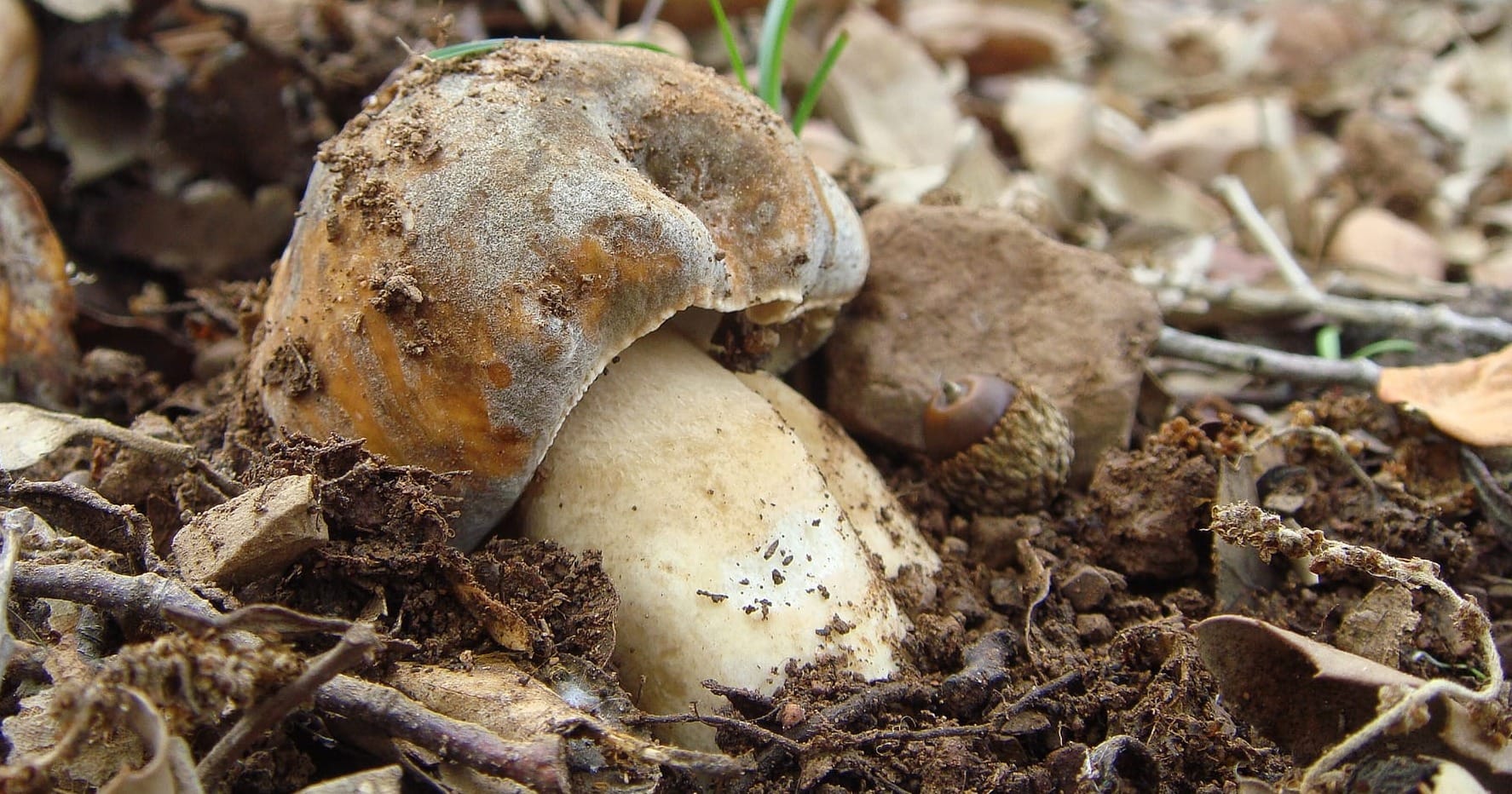 Boletus aereus, porcino nero. Foto di Ottavio Caiolino.