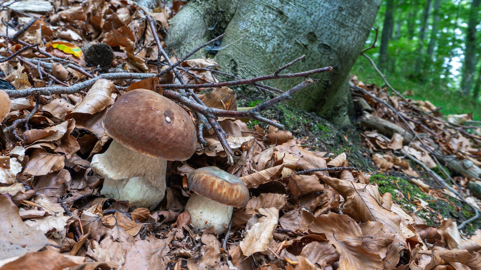 Boletus aestivalis, porcino estivo, foto di Nicolò Oppicelli