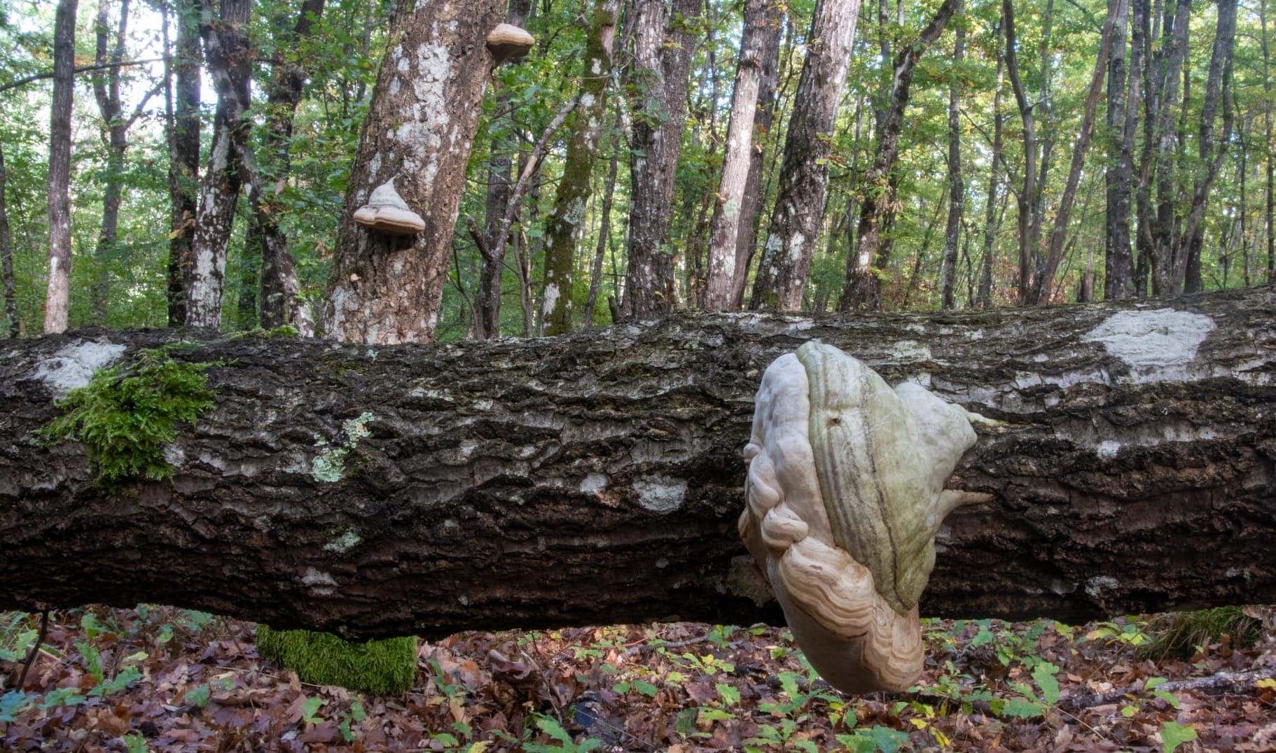 Fomes inzengae, foto di Nicolò Oppicelli