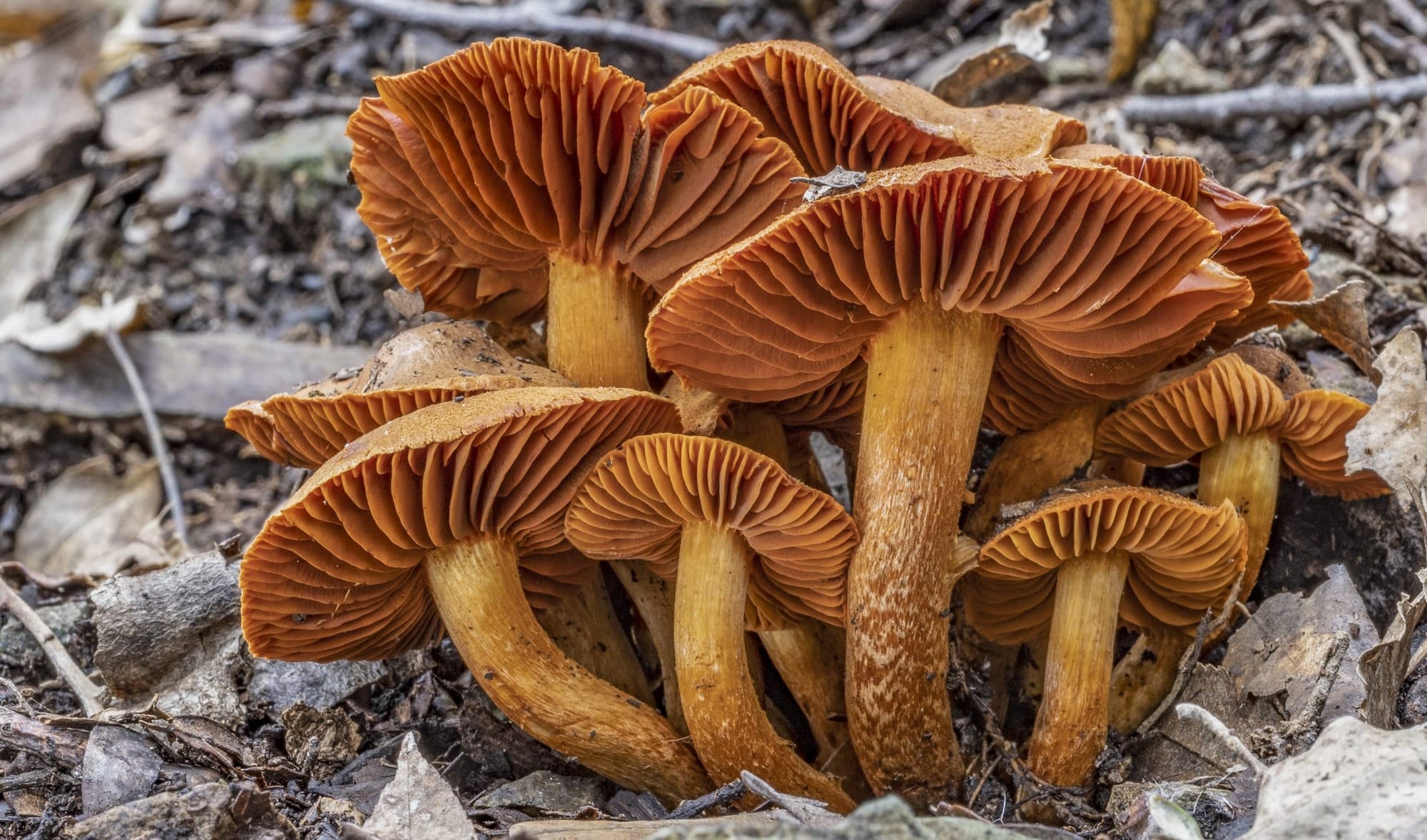 Cortinarius orellanus, foto di Nicolò Oppicelli