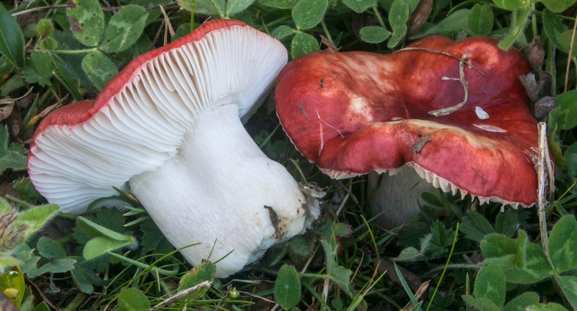 Russula nana, foto di Nicolò Oppicelli