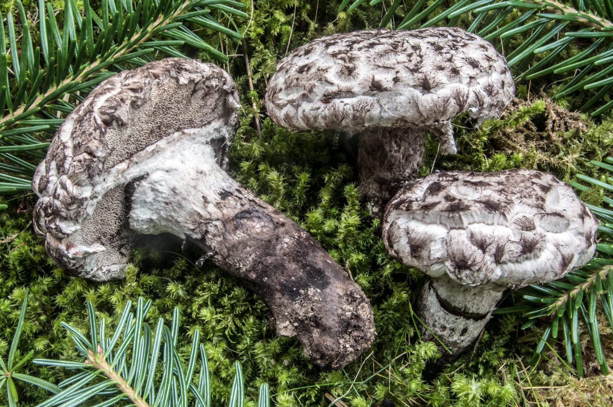 Strobilomyces strobilaceus, foto di Nicolò Oppicelli