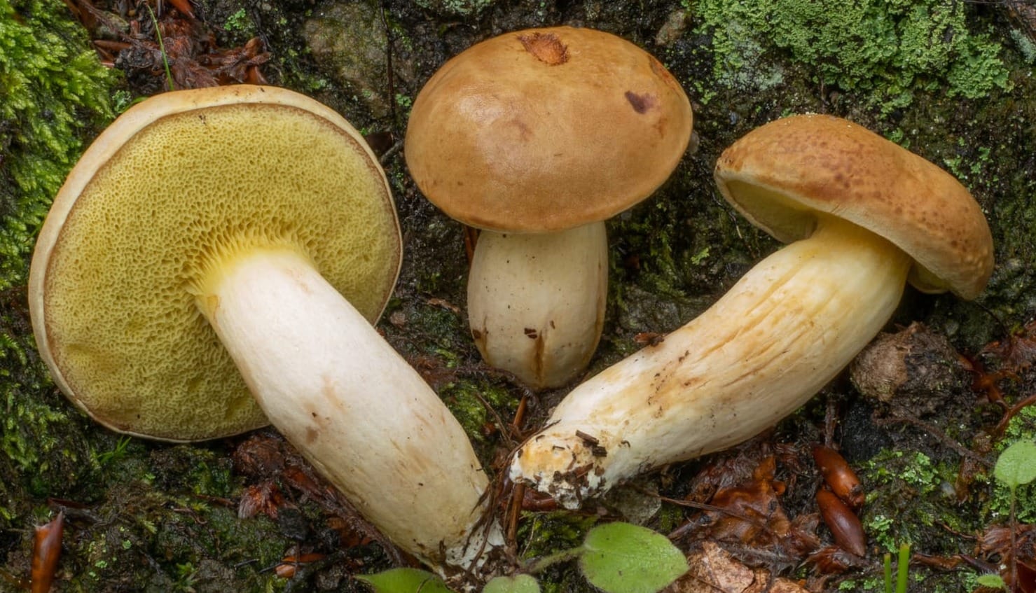 Xerocomus subtomentosus, foto di Nicolò Oppicelli