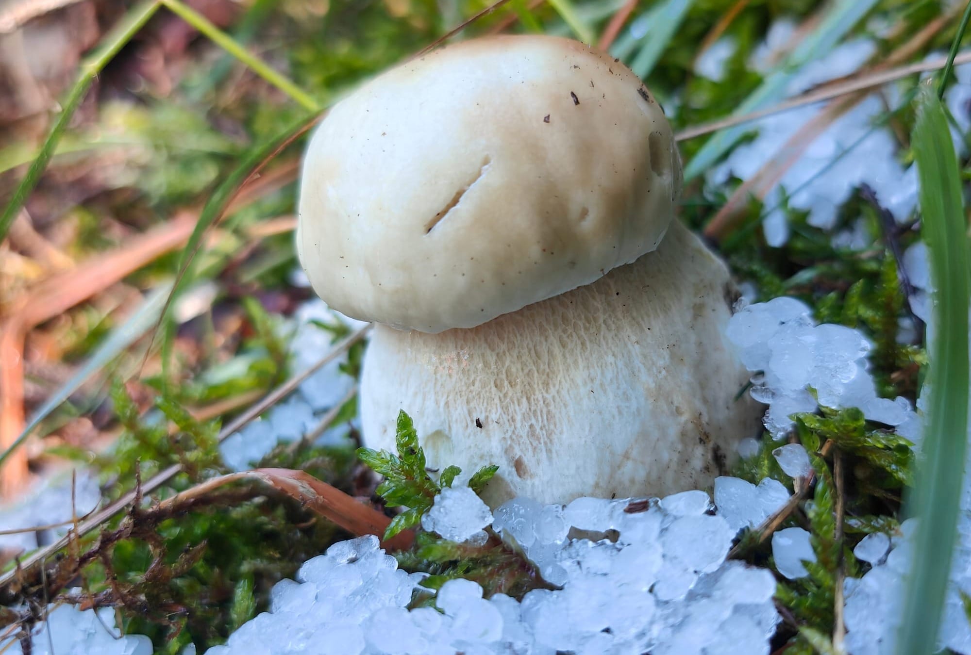 Boletus edulis e pioggia ghiacciata, foto di Nicolò Oppicelli.