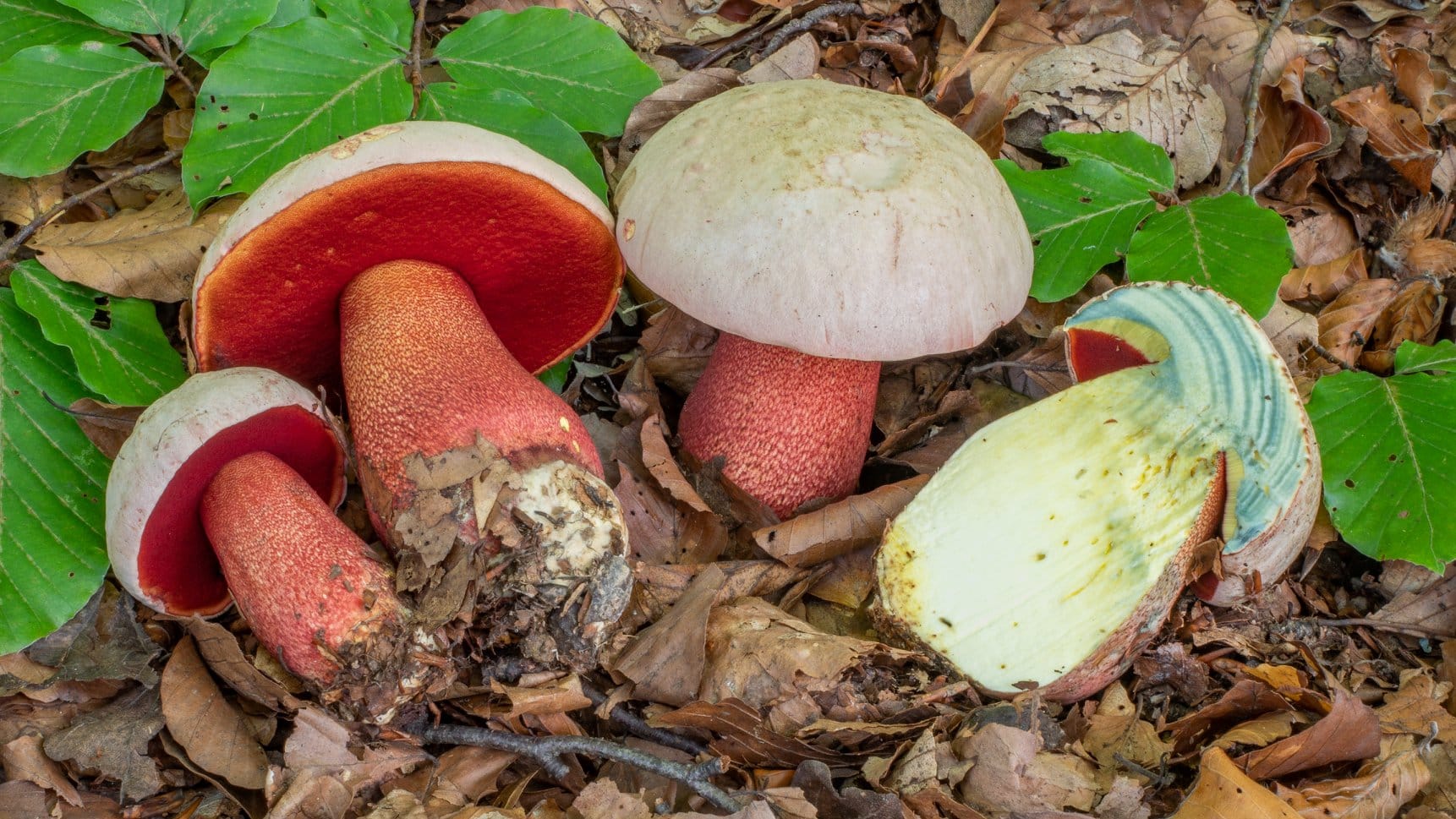 Rubroboletus rhodoxanthus. Foto di Nicolò Oppicelli