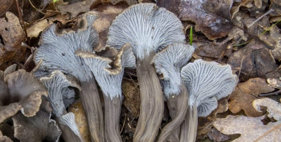 Craterellus cinereus, foto di Nicolò Oppicelli