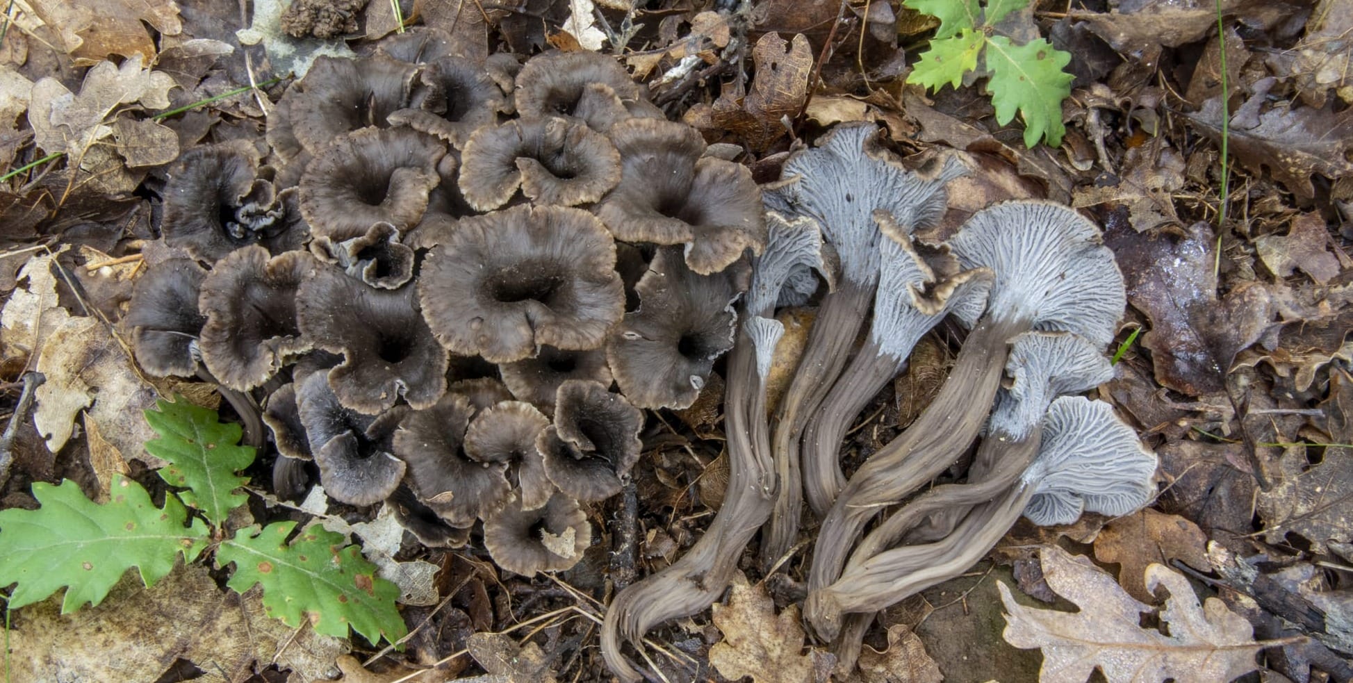 Craterellus cinereus, foto di Nicolò Oppicelli