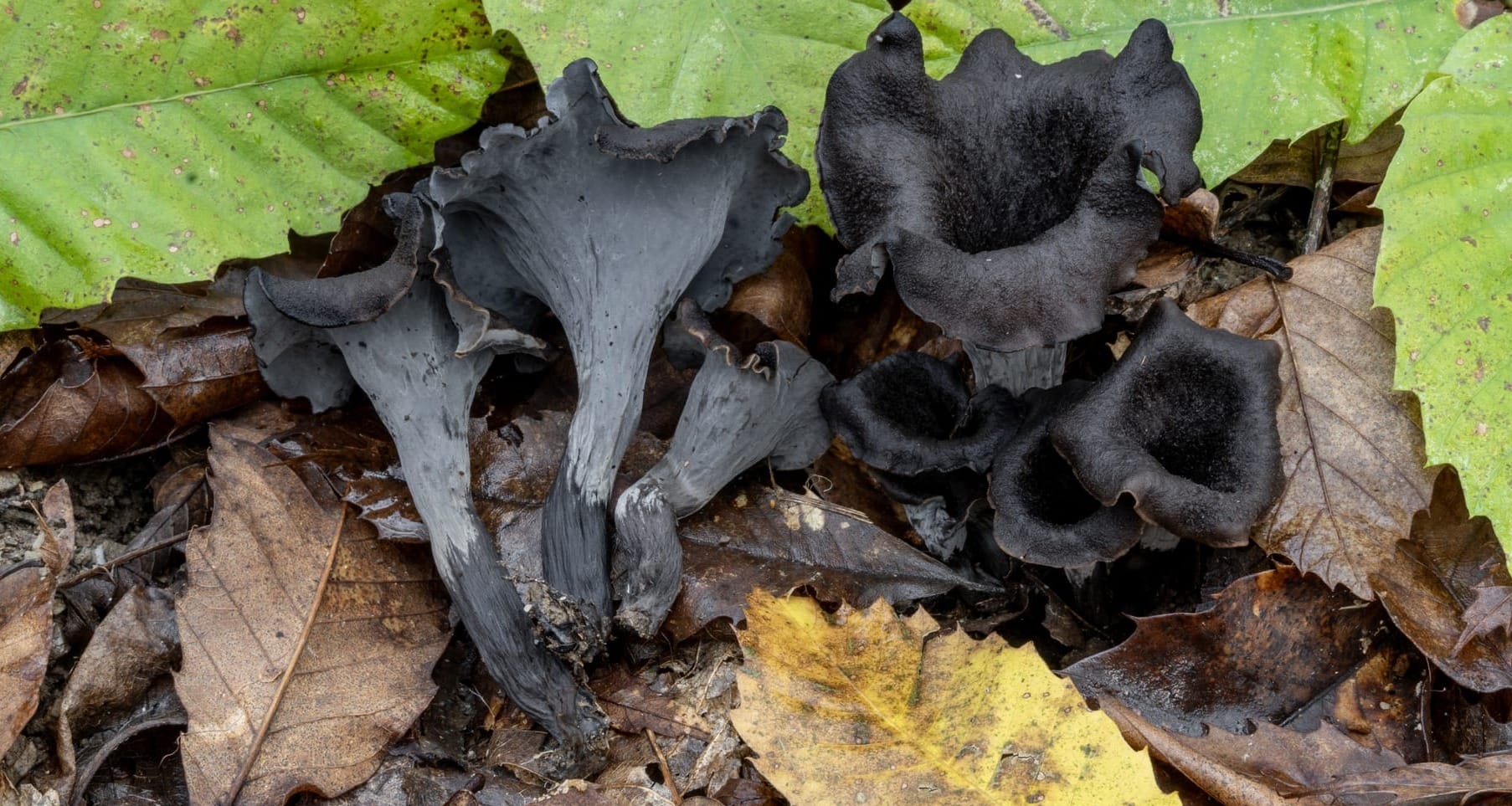 Craterellus cornucopioides, foto di Nicolò Oppicelli