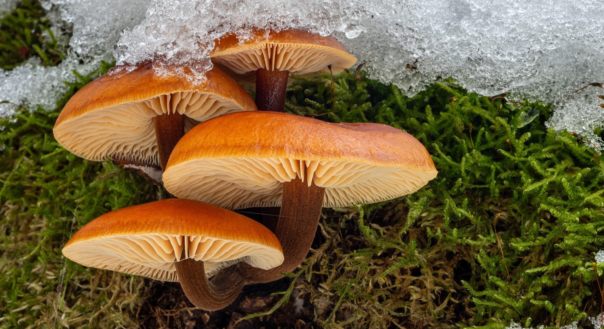 Flammulina velutipes - foto di Zdenka Kryspínová