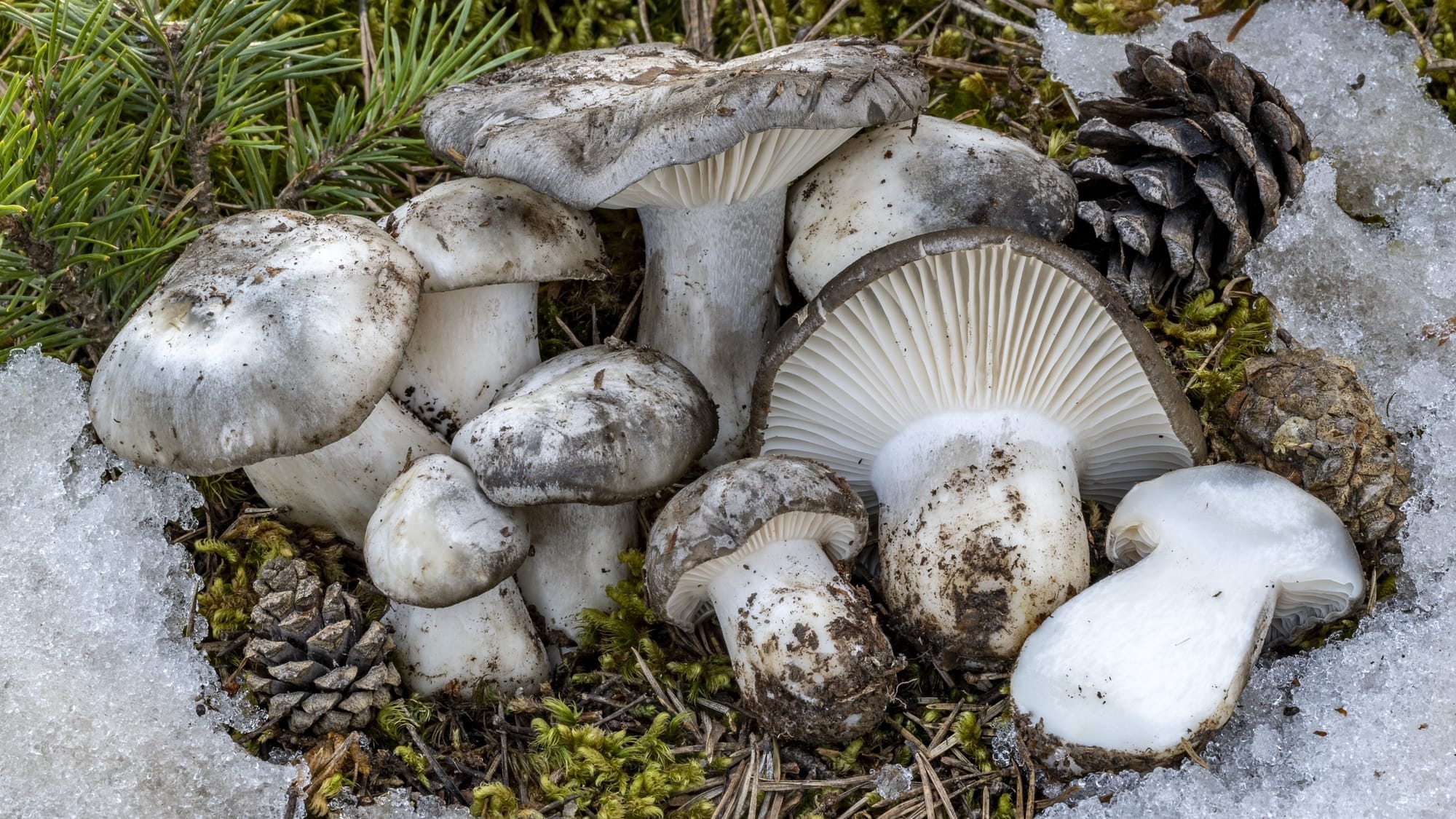 Hygrophorus marzuolus, foto di Nicolò Oppicelli