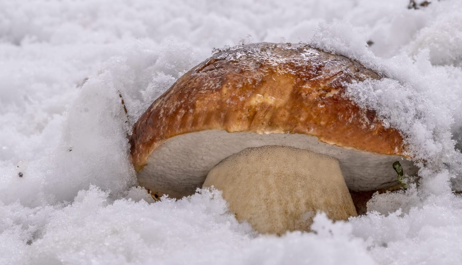 Boletus pinophilus, fungo porcino nella neve; foto di Nicolò Oppicelli