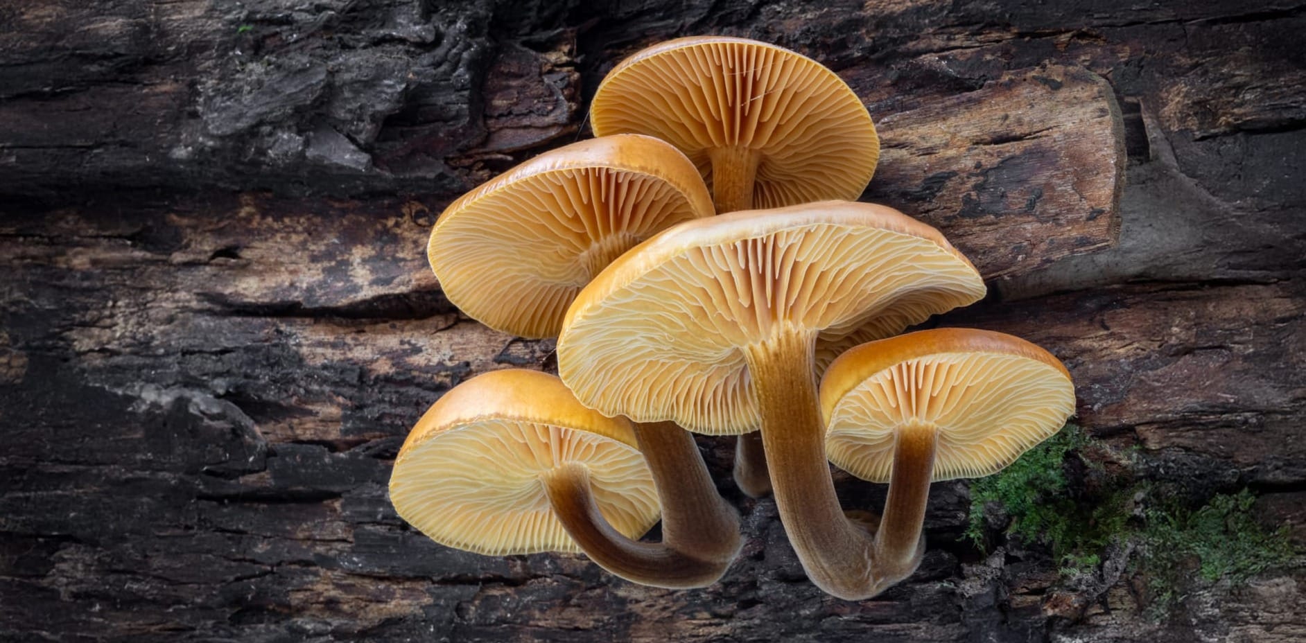 Flammulina velutipes, fungo dell'olmo, agarico vellutato. Foto di Jaroslav Machacek.