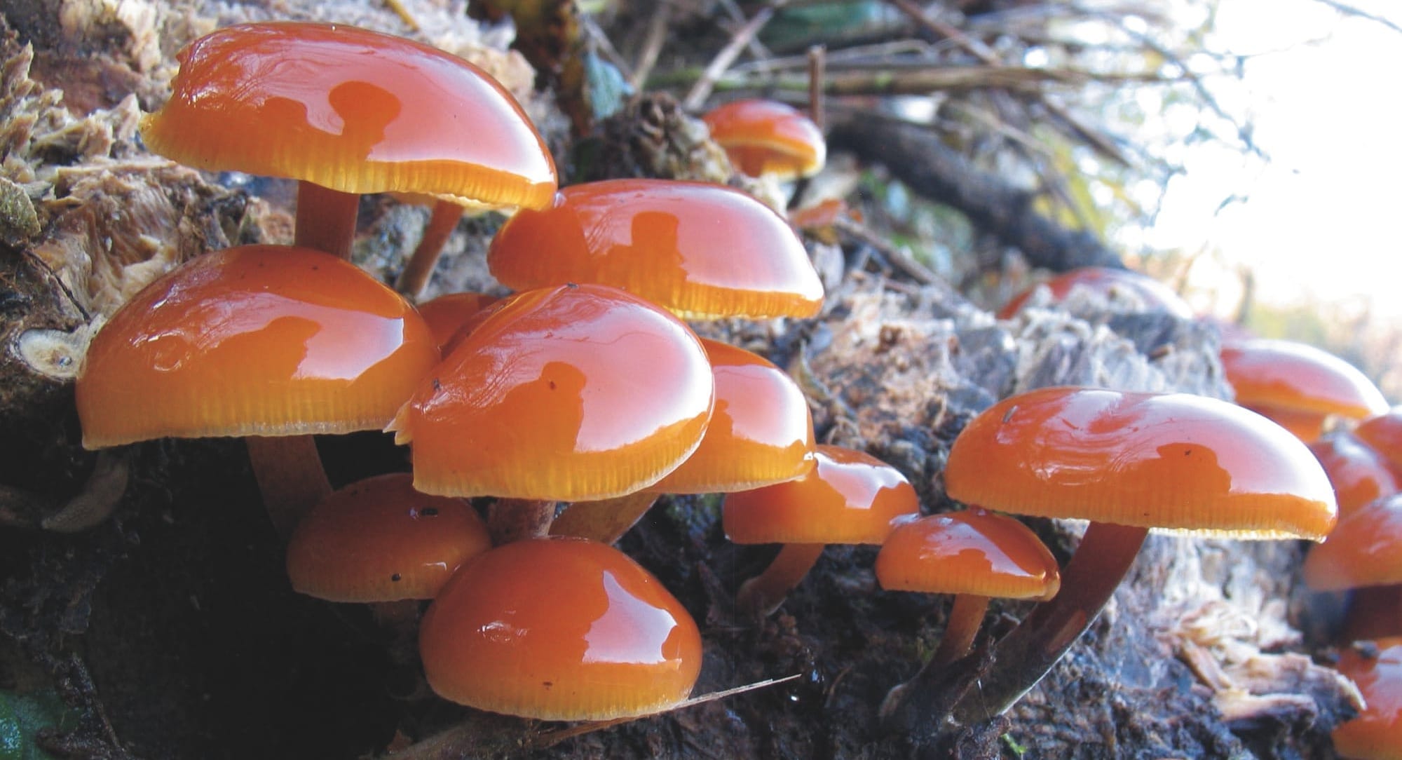 Flammulina velutipes, fungo glutinoso, agarico vellutato. Foto di Nicolò Oppicelli