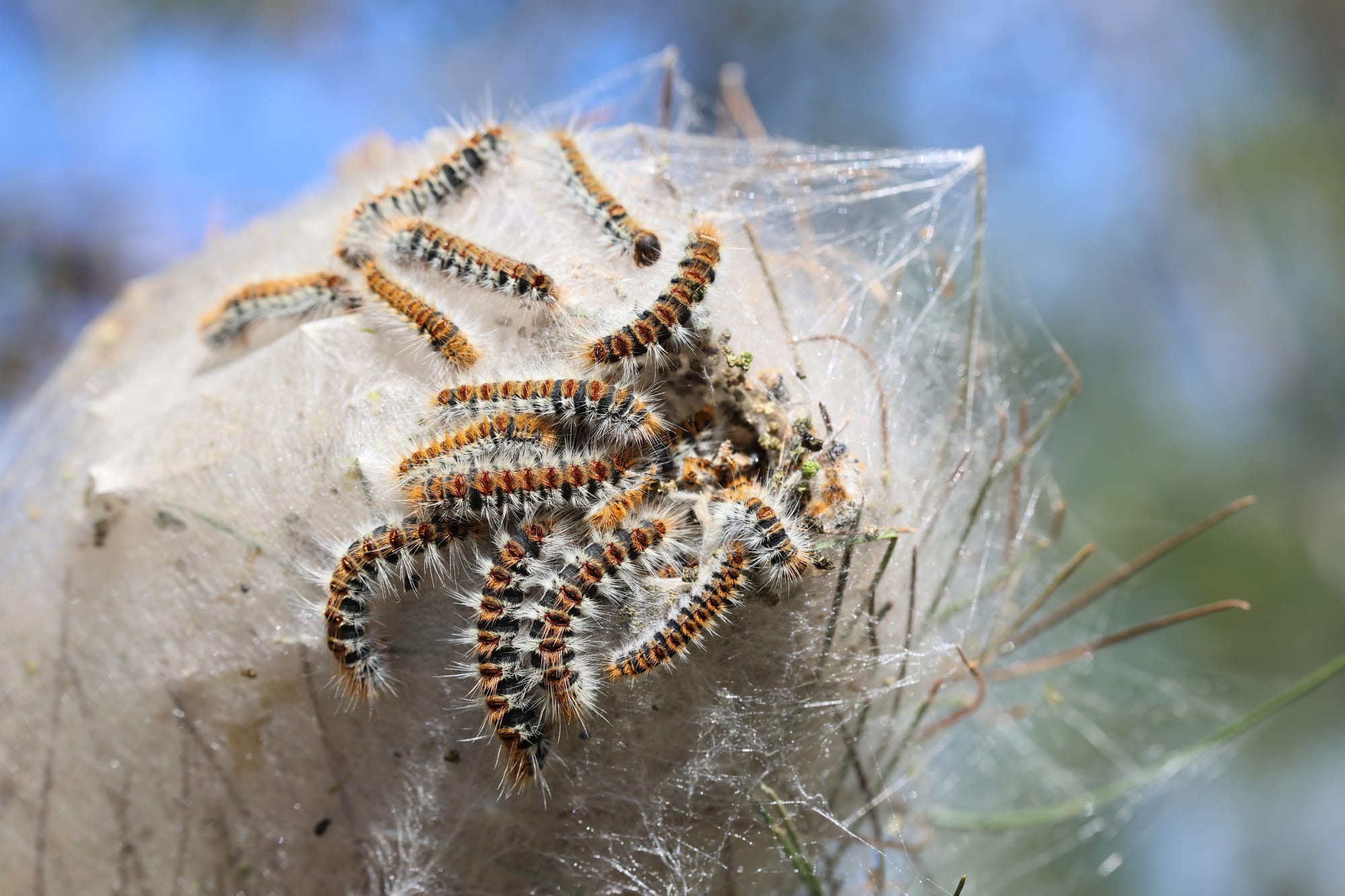 Un nido di processionaria del pino, Thaumetopoea pityocampa.