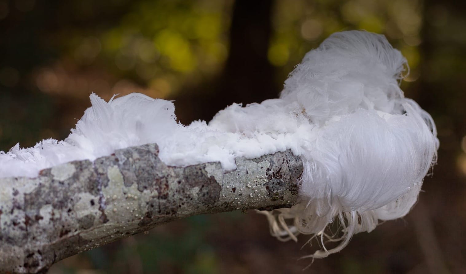 Hair ice - fungo capelli di ghiaccio, Exidiopsis effusa