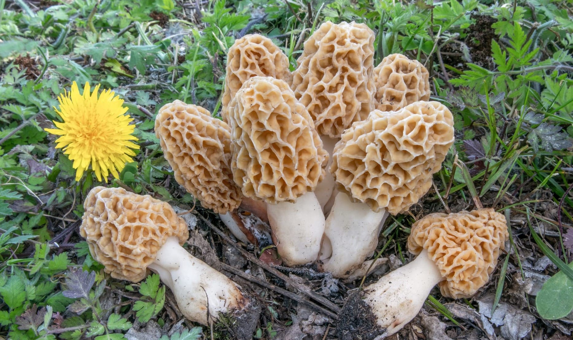 Spugnola gialla, Morchella esculenta, foto di Nicolò Oppicelli, micologo