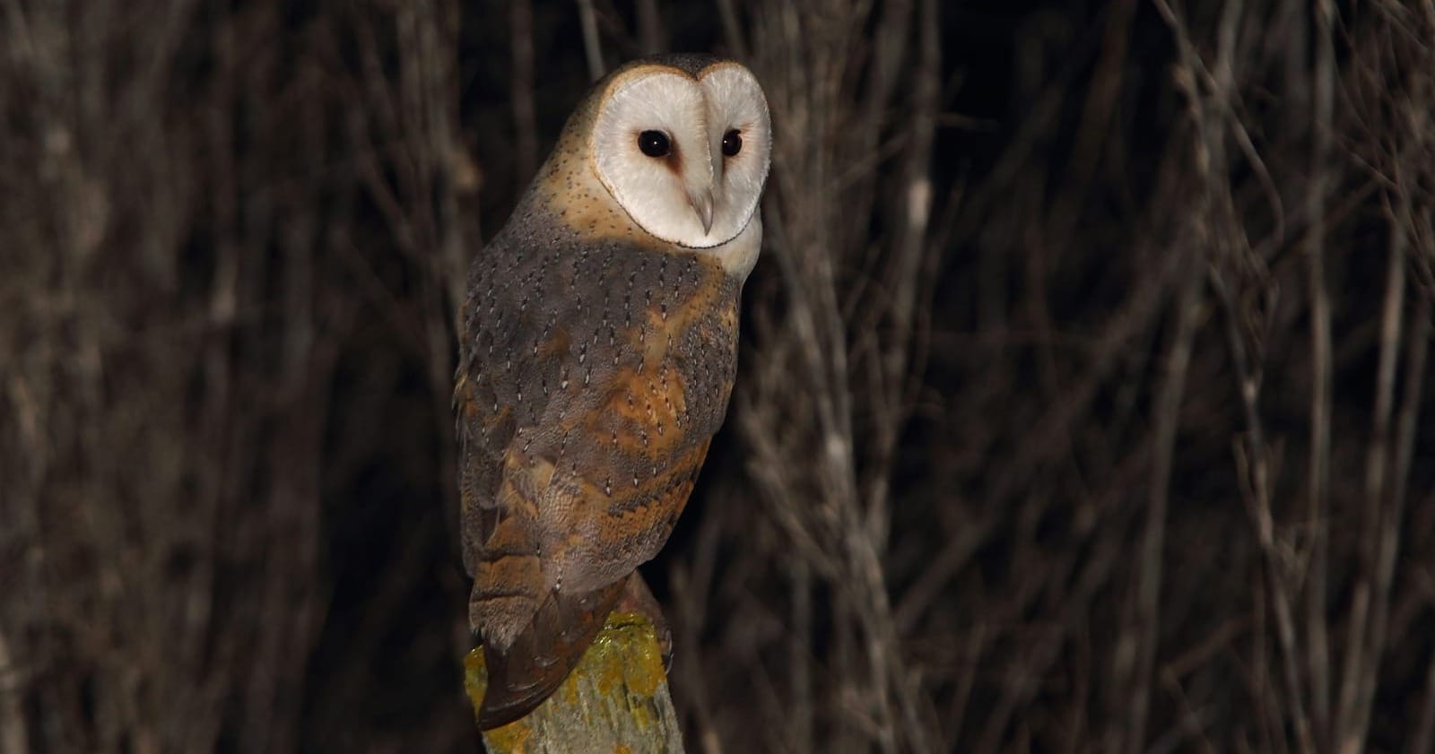 Tyto alba - Barbagianni comune