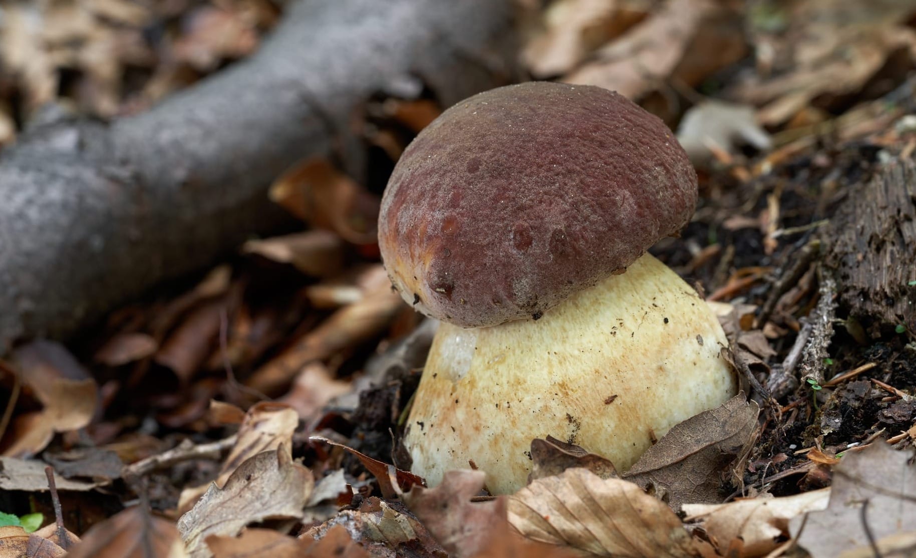 Boletus pinophilus, porcino rosso, brisa mora.