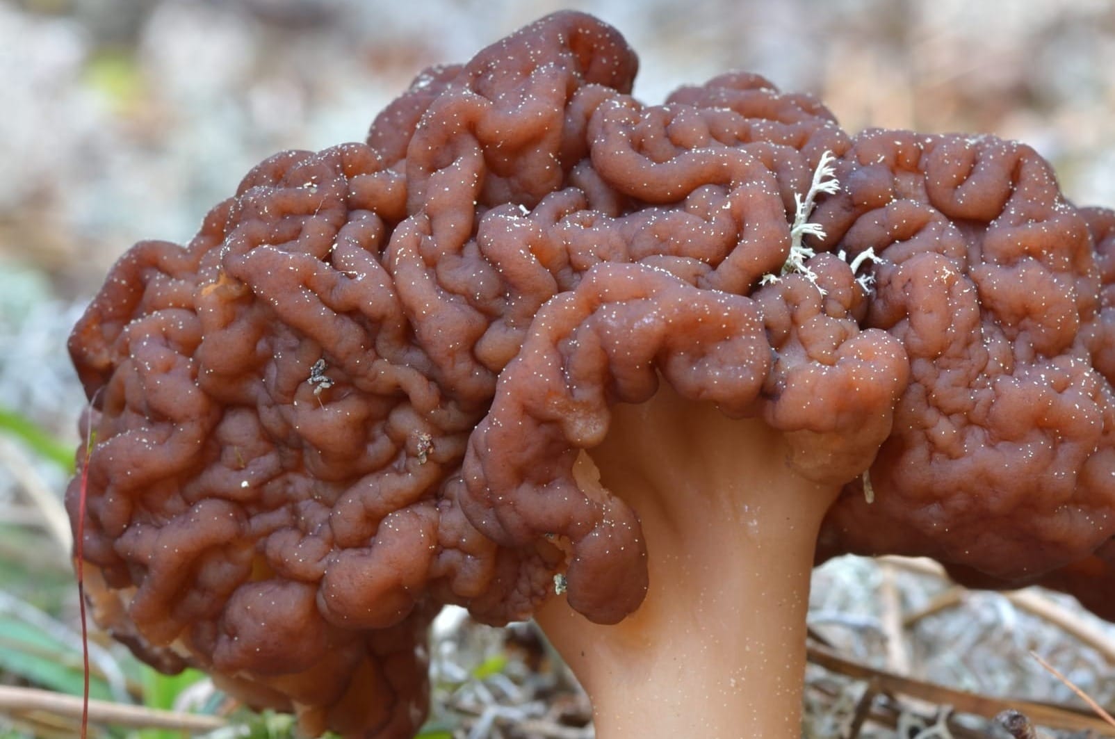 Mitra, dettaglio in Gyromitra esculenta, falsa spugnola.