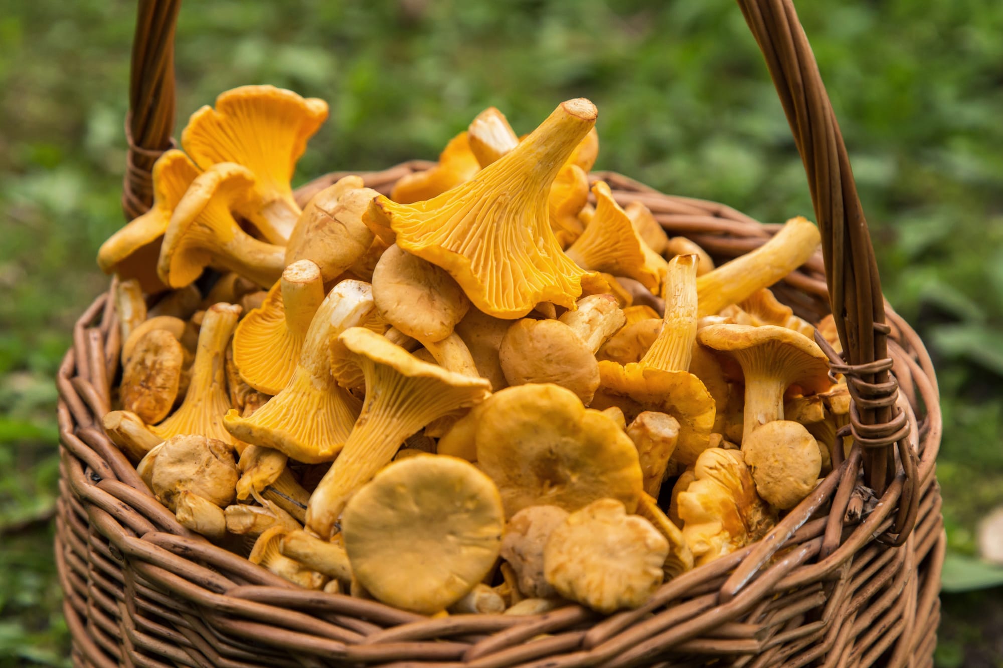 cesto funghi galletti cantharellus cibarius