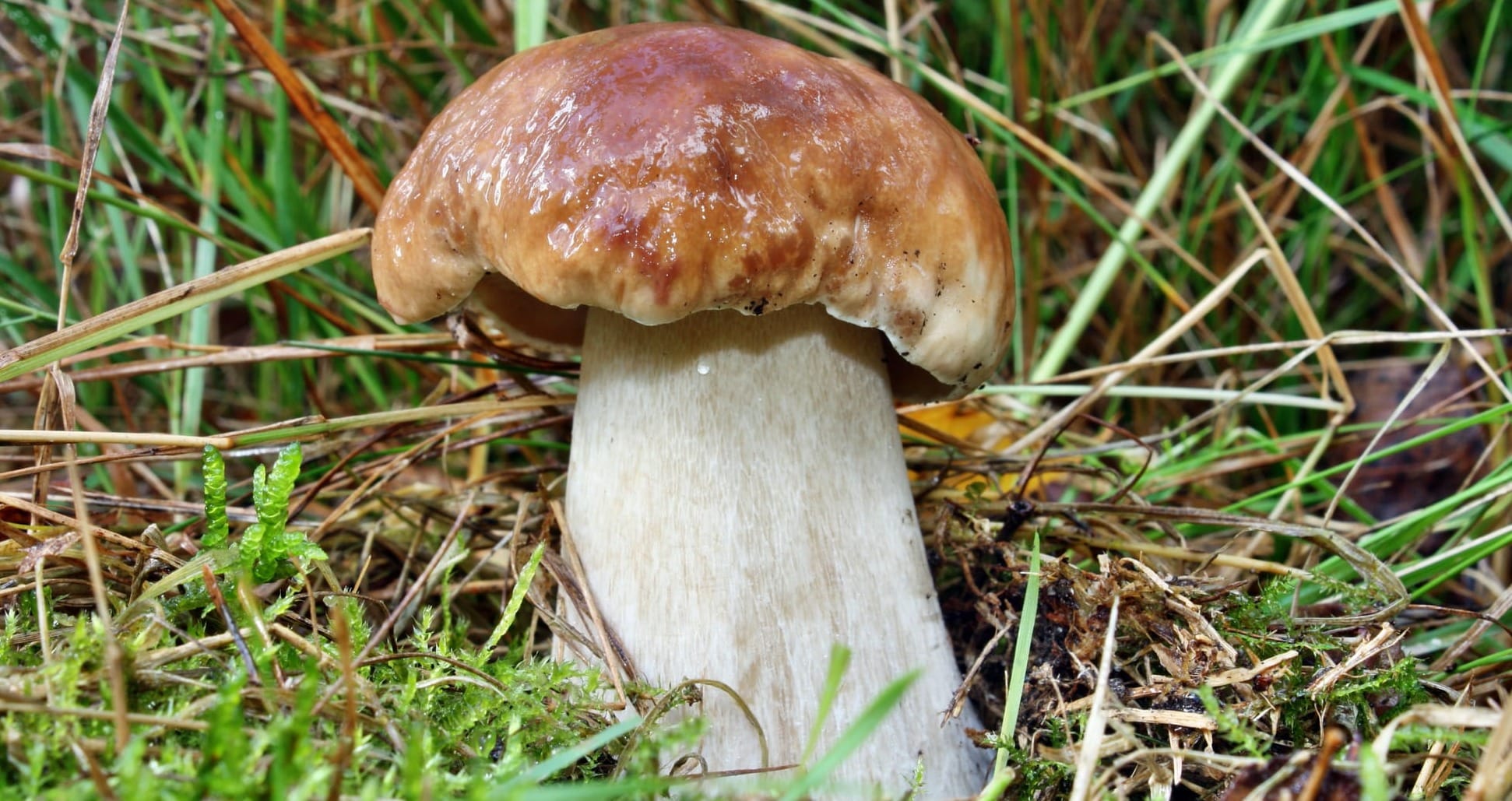 fungo porcino bagnato dalla pioggia, Boletus edulis