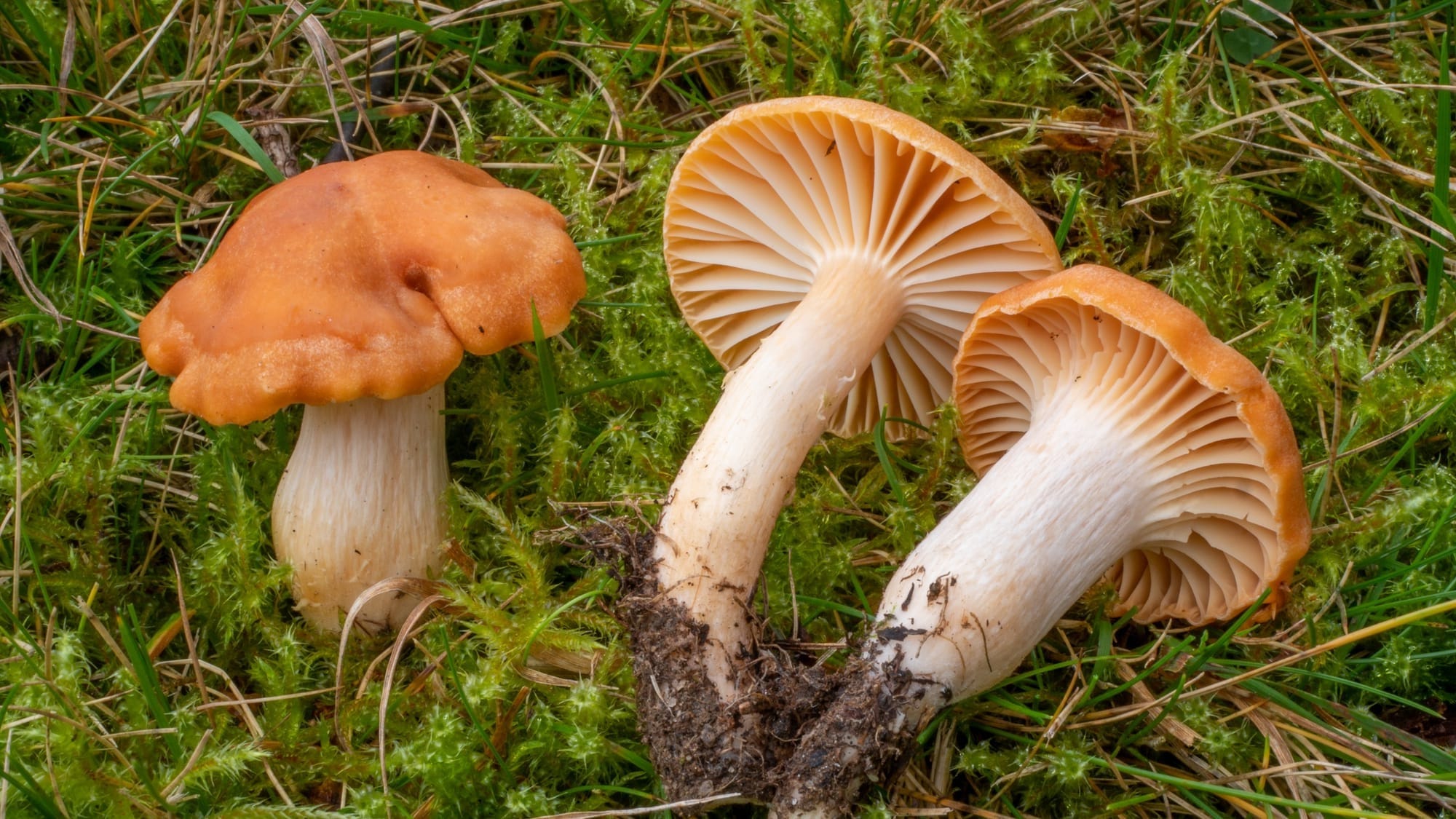Camarophyllus pratensis, specie tardo autunnale protagonista nelle praterie appenniniche.