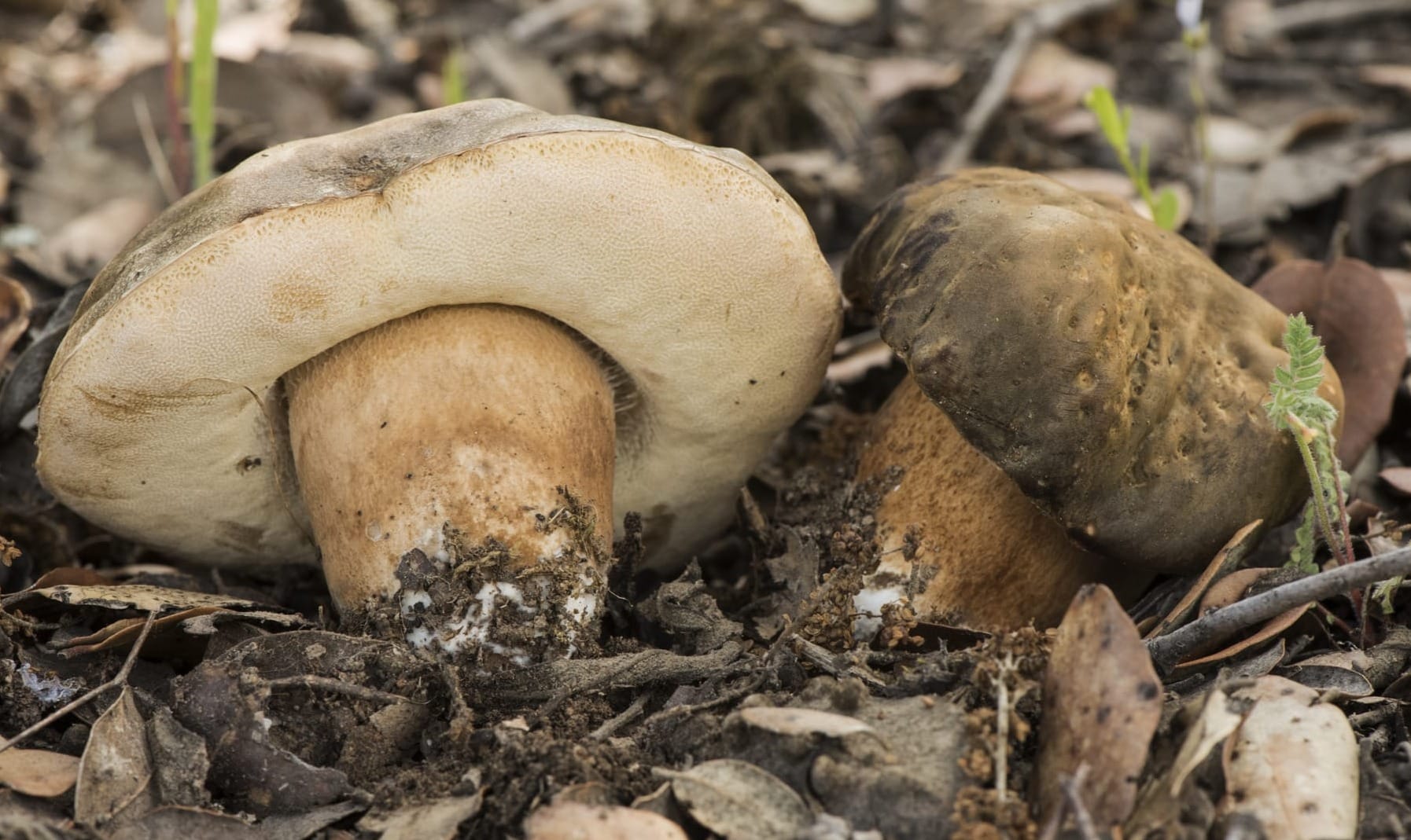 Funghi in tardo autunno: dove trovarli (quando tutti pensano sia troppo tardi)
