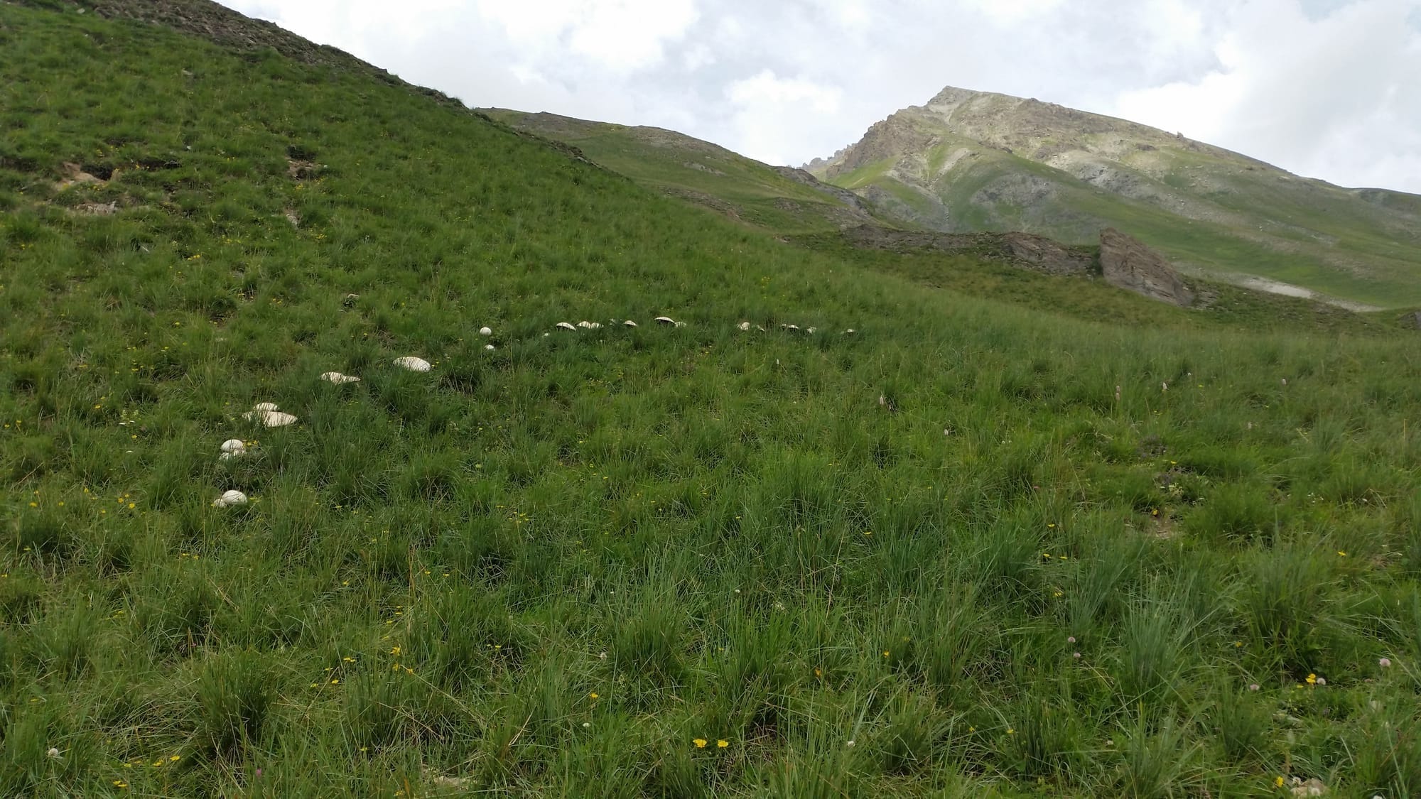 Quando i funghi nascono "ad anelli": cosa sono i cerchi delle streghe?