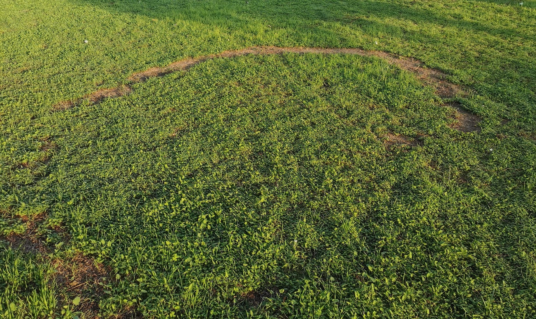 Quando i funghi nascono "ad anelli": cosa sono i cerchi delle streghe?