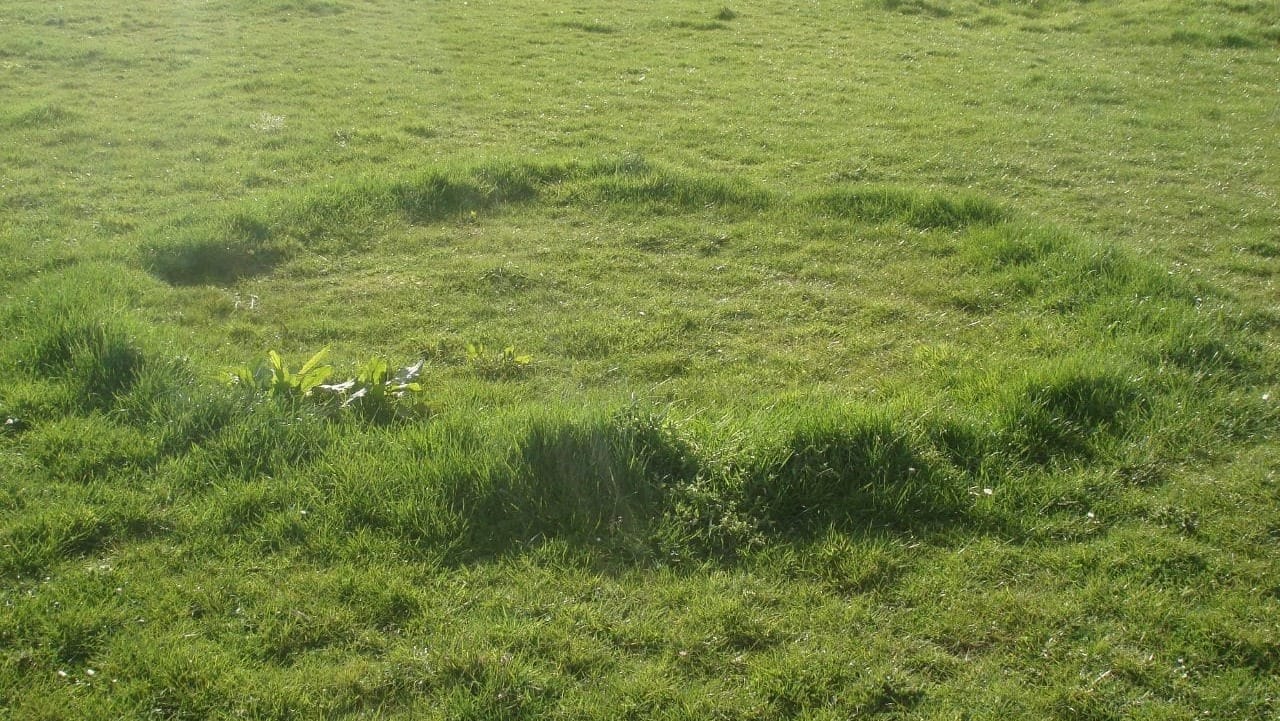 Quando i funghi nascono "ad anelli": cosa sono i cerchi delle streghe?