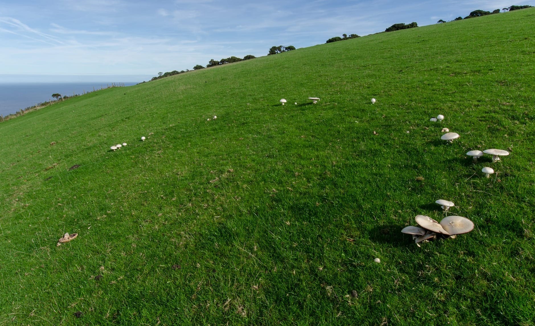 Quando i funghi nascono "ad anelli": cosa sono i cerchi delle streghe?